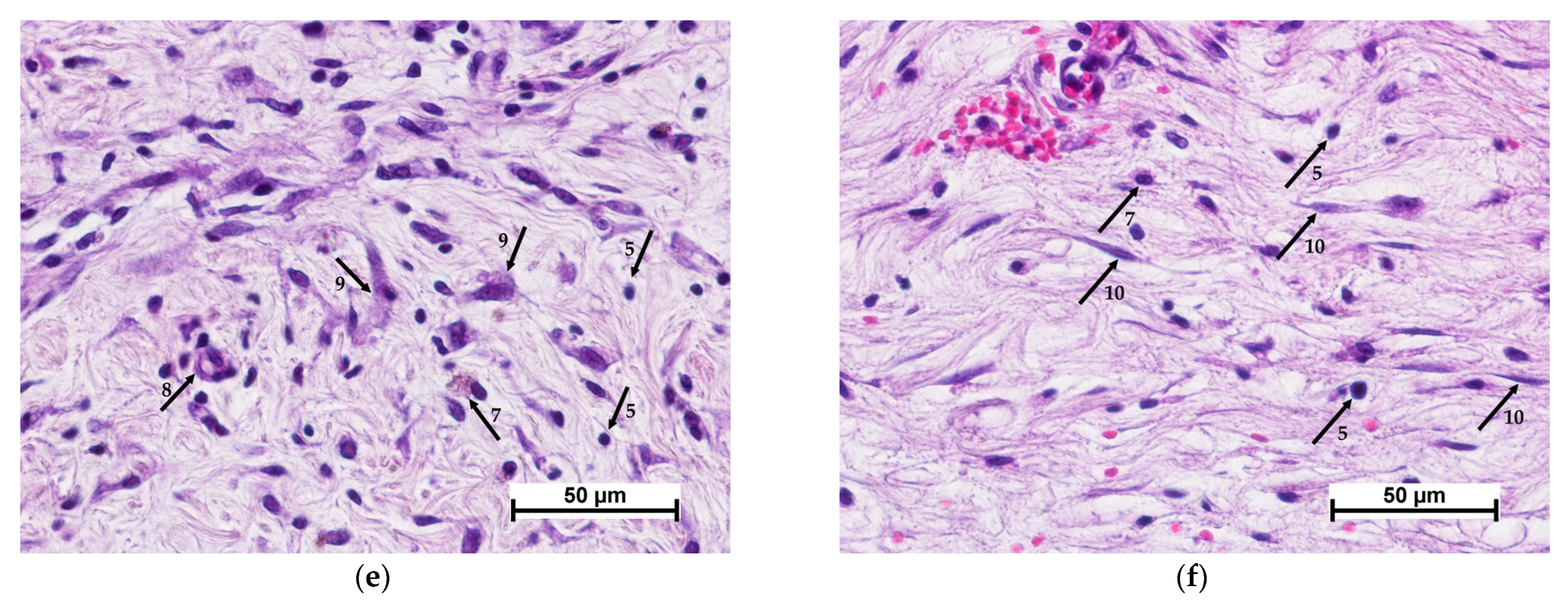 Polymers 15 01337 g005b Polymers 15 01337 g005b