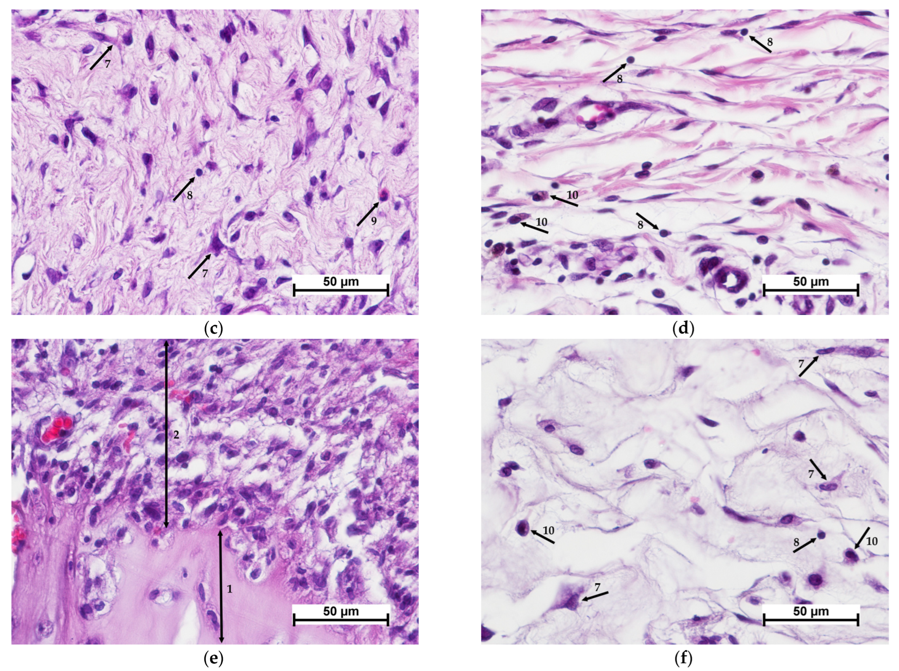 Polymers 15 01337 g007b Polymers 15 01337 g007b