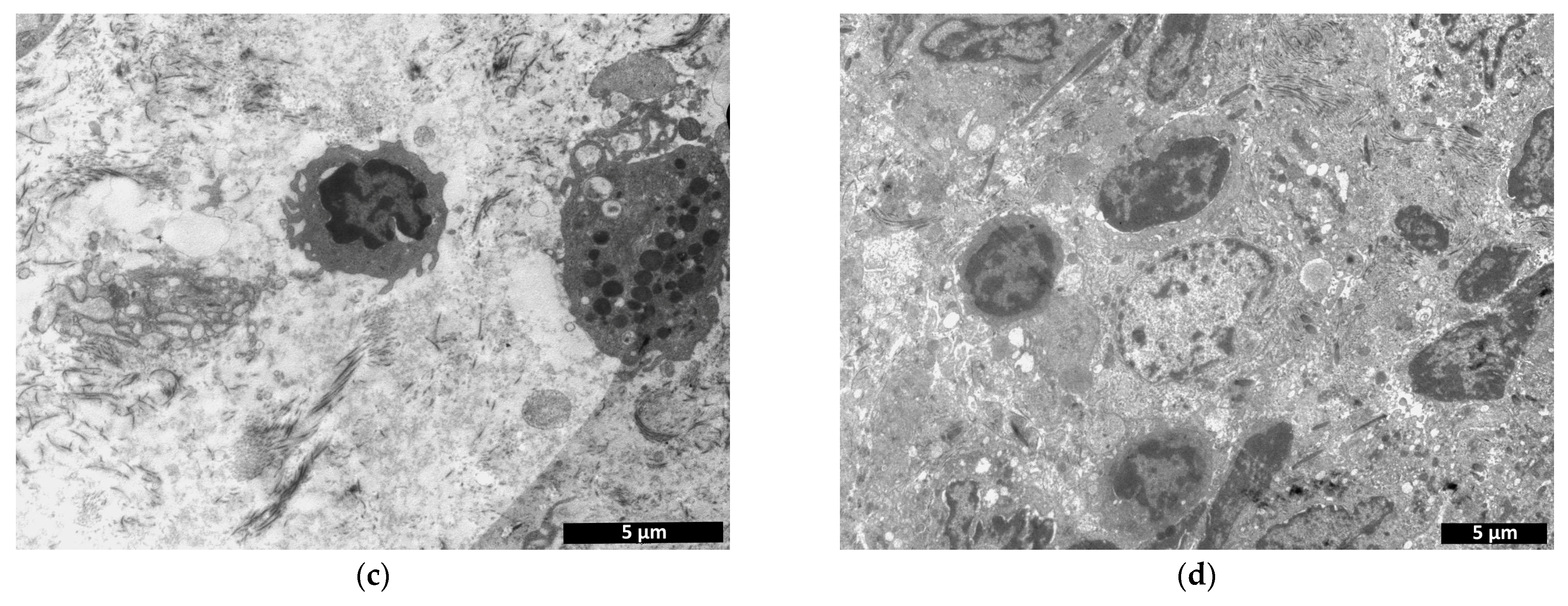 Polymers 15 01337 g016b Polymers 15 01337 g016b