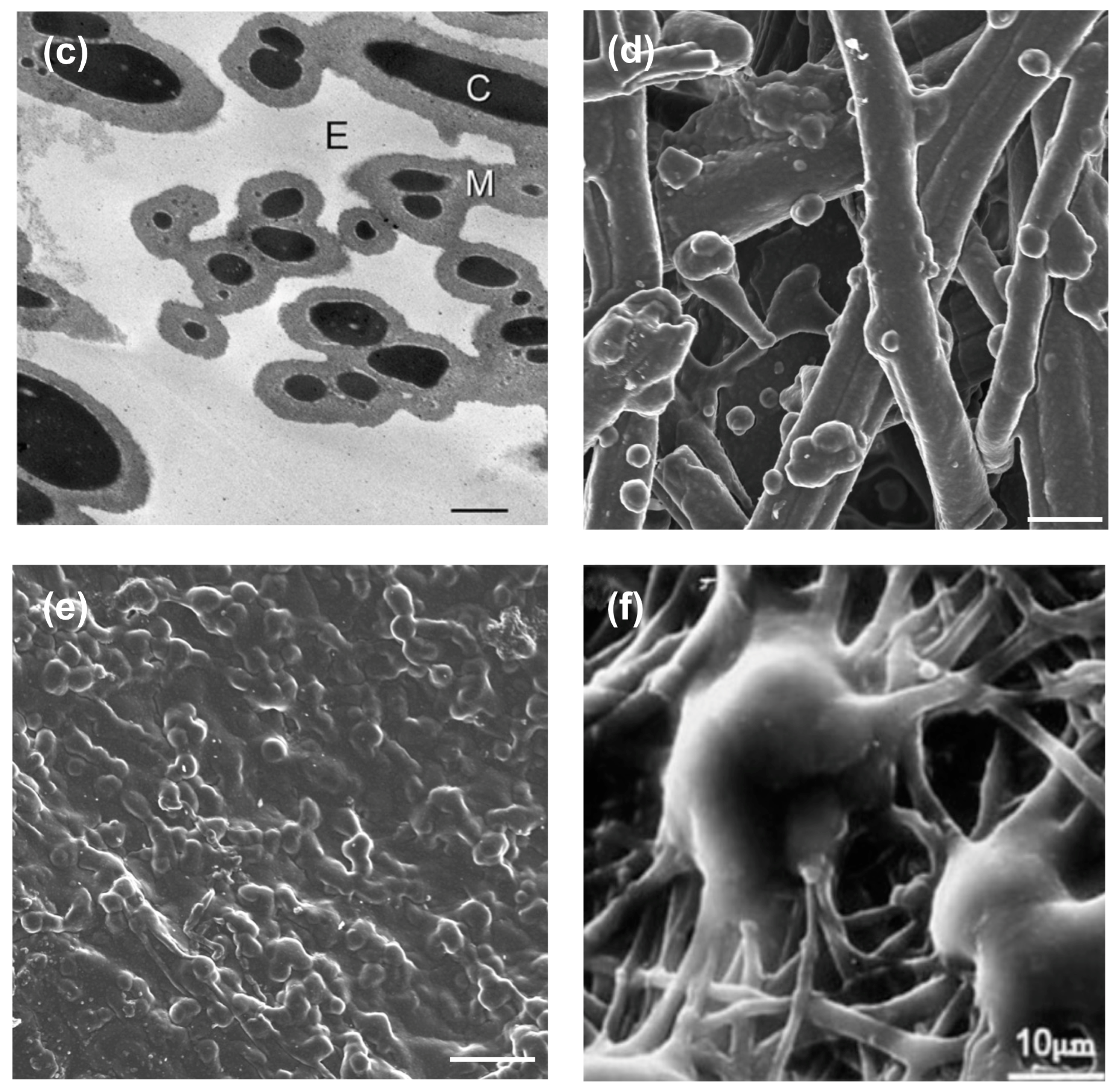 Polymers 15 01342 g003b Polymers 15 01342 g003b