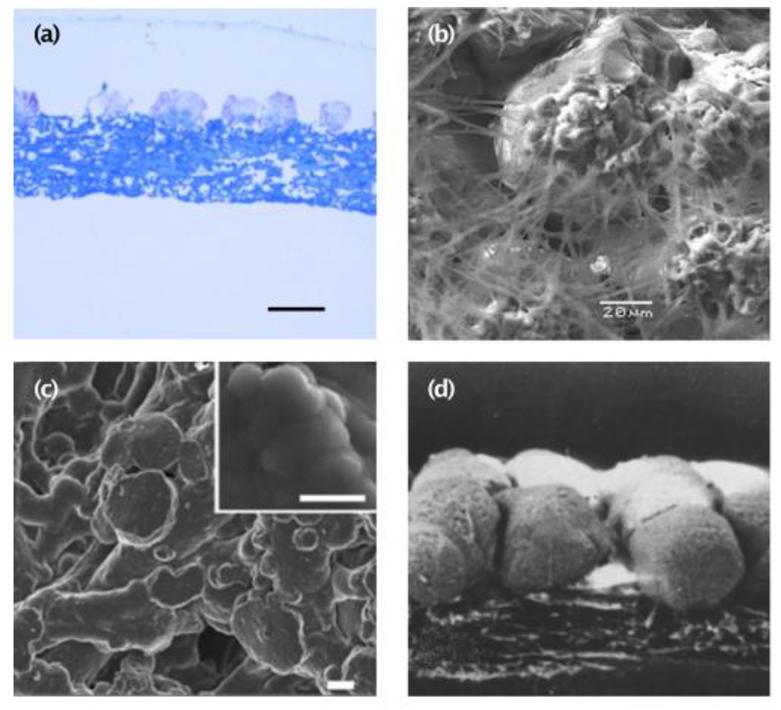 Polymers 15 01342 g004 Polymers 15 01342 g004