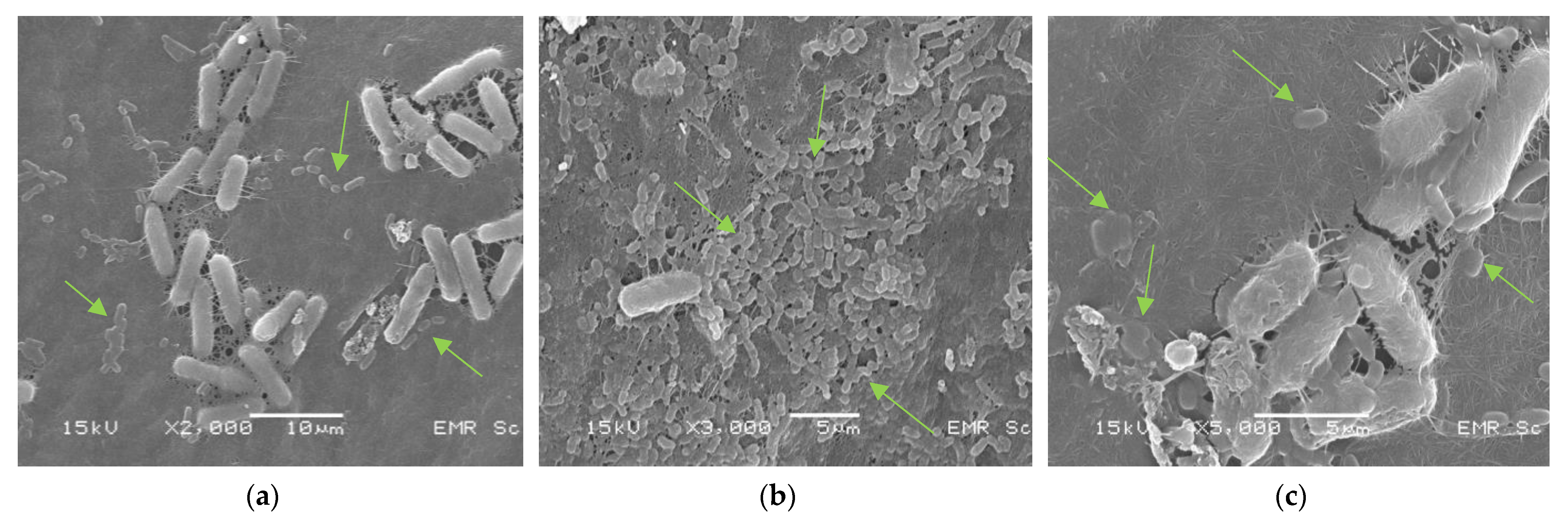 Polymers 15 01356 g004