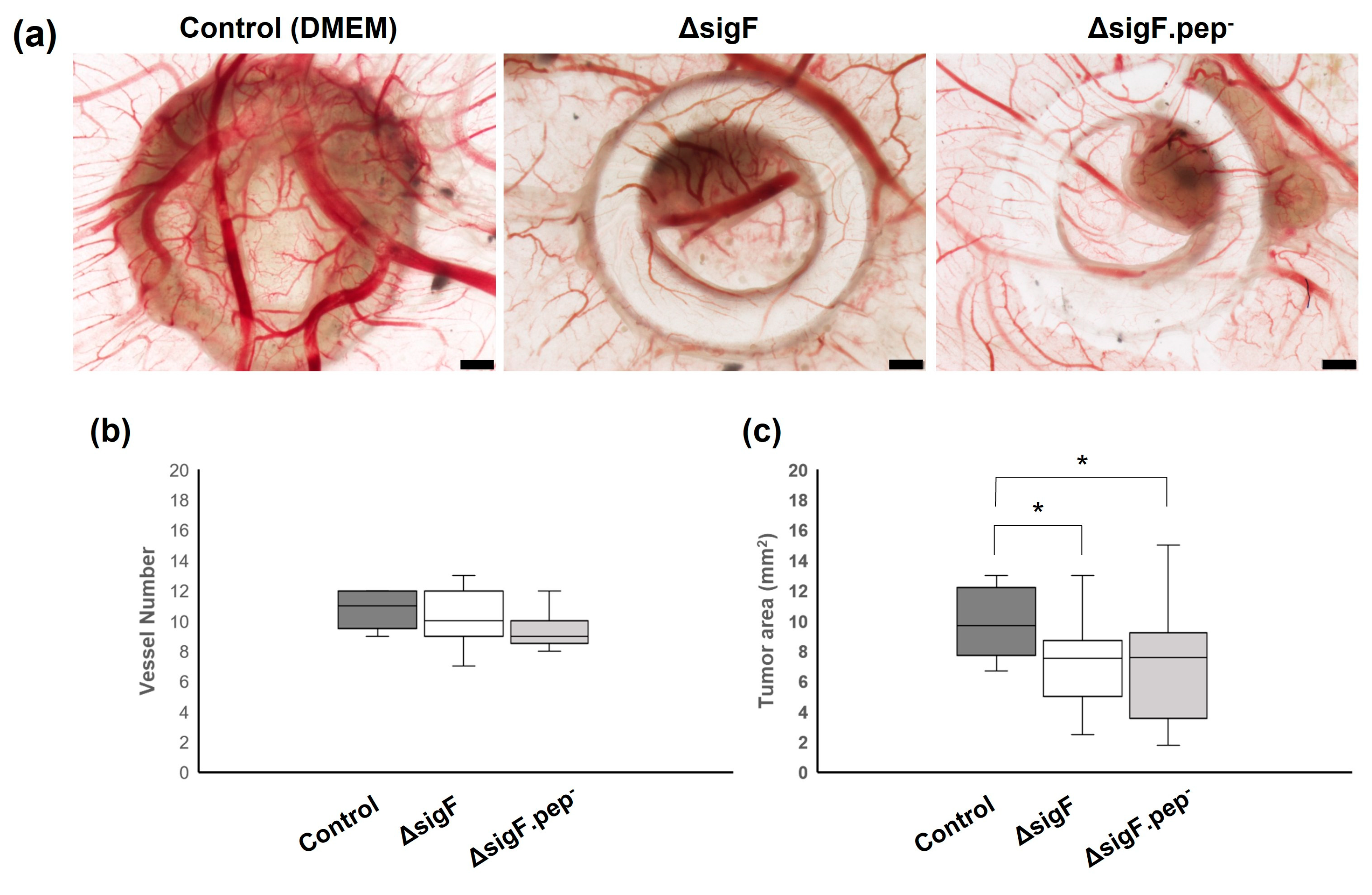 Polymers 15 01382 g005 Polymers 15 01382 g005