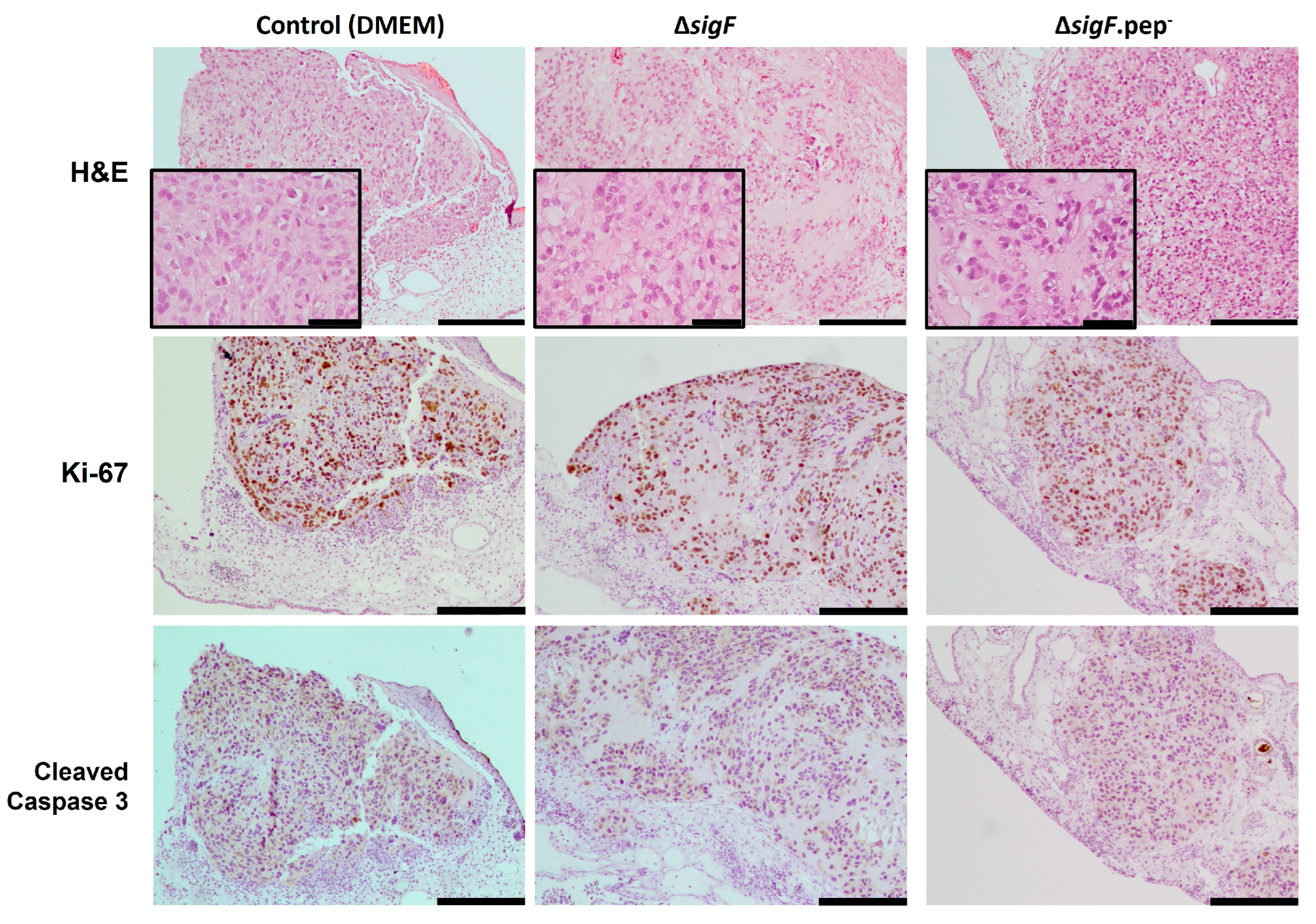 Polymers 15 01382 g006 Polymers 15 01382 g006