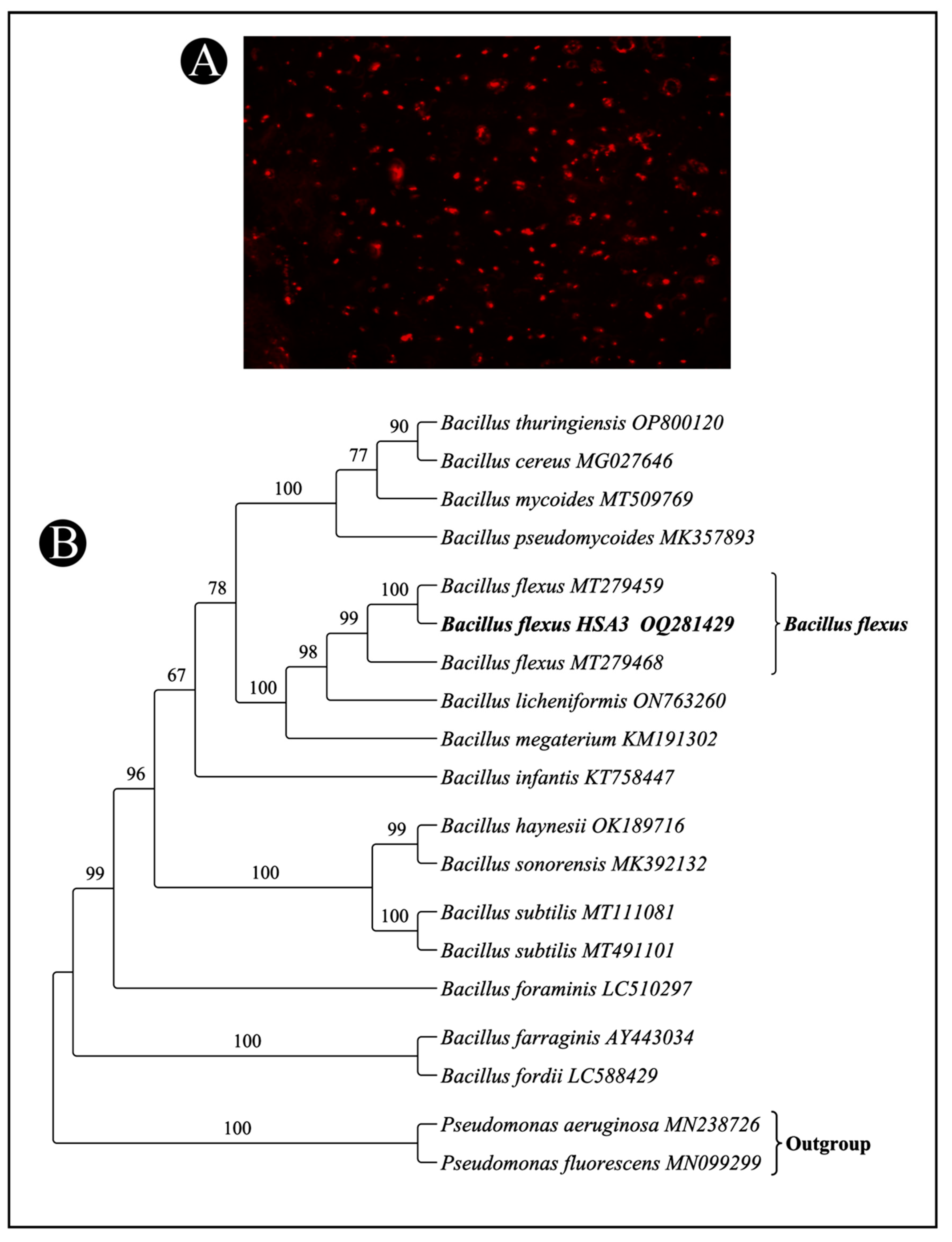 Polymers 15 01407 g001 Polymers 15 01407 g001