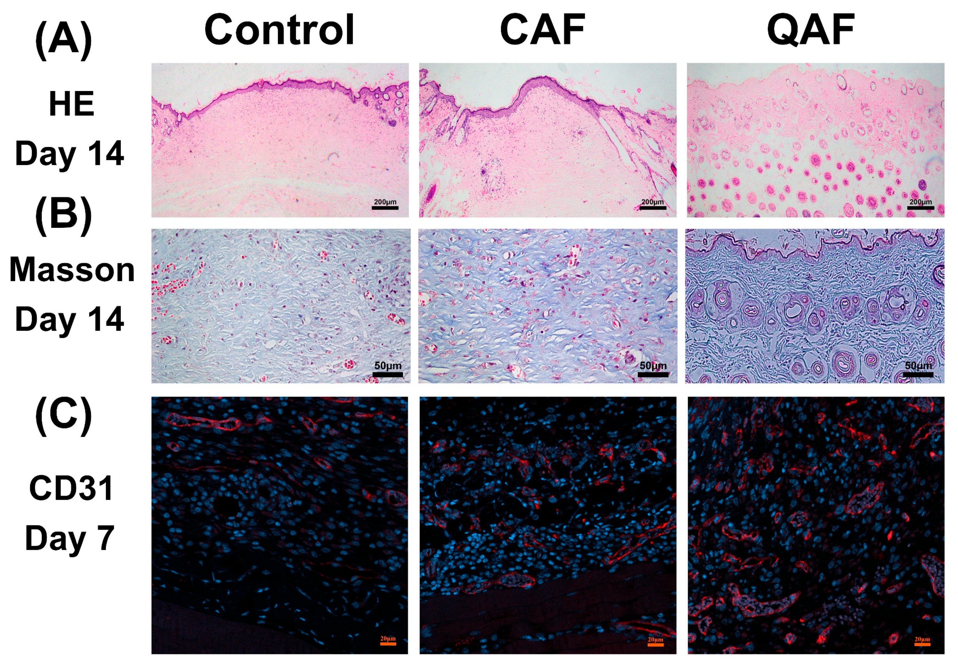 Polymers 15 01467 g008