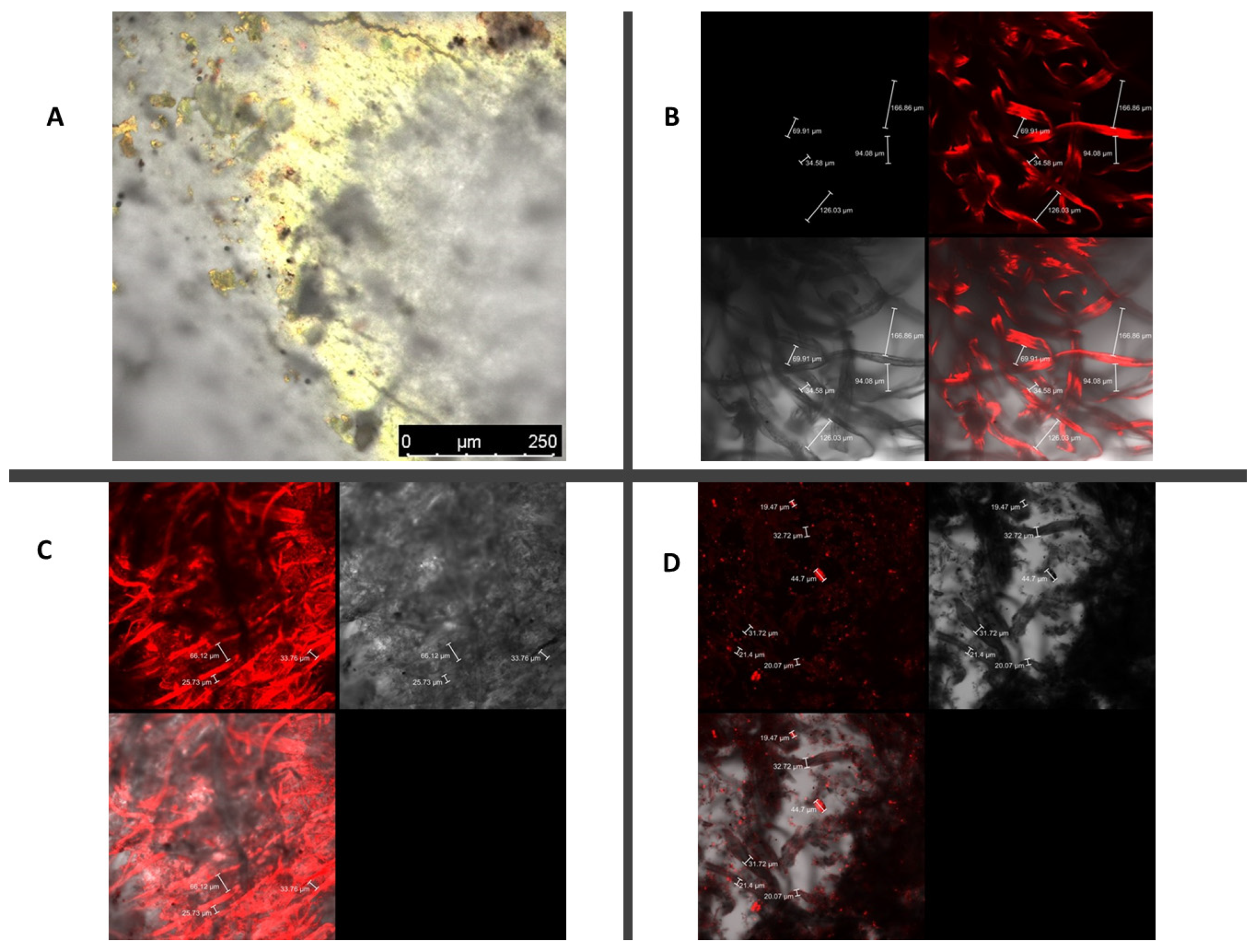 Polymers 15 01501 g004 Polymers 15 01501 g004