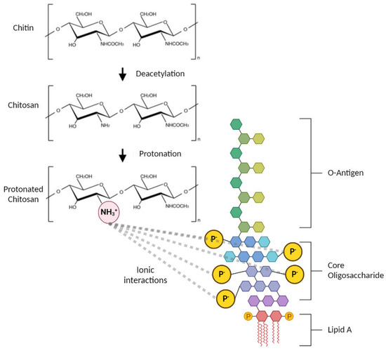 Polymers Free FullText Effective Endotoxin Removal from Chitosan