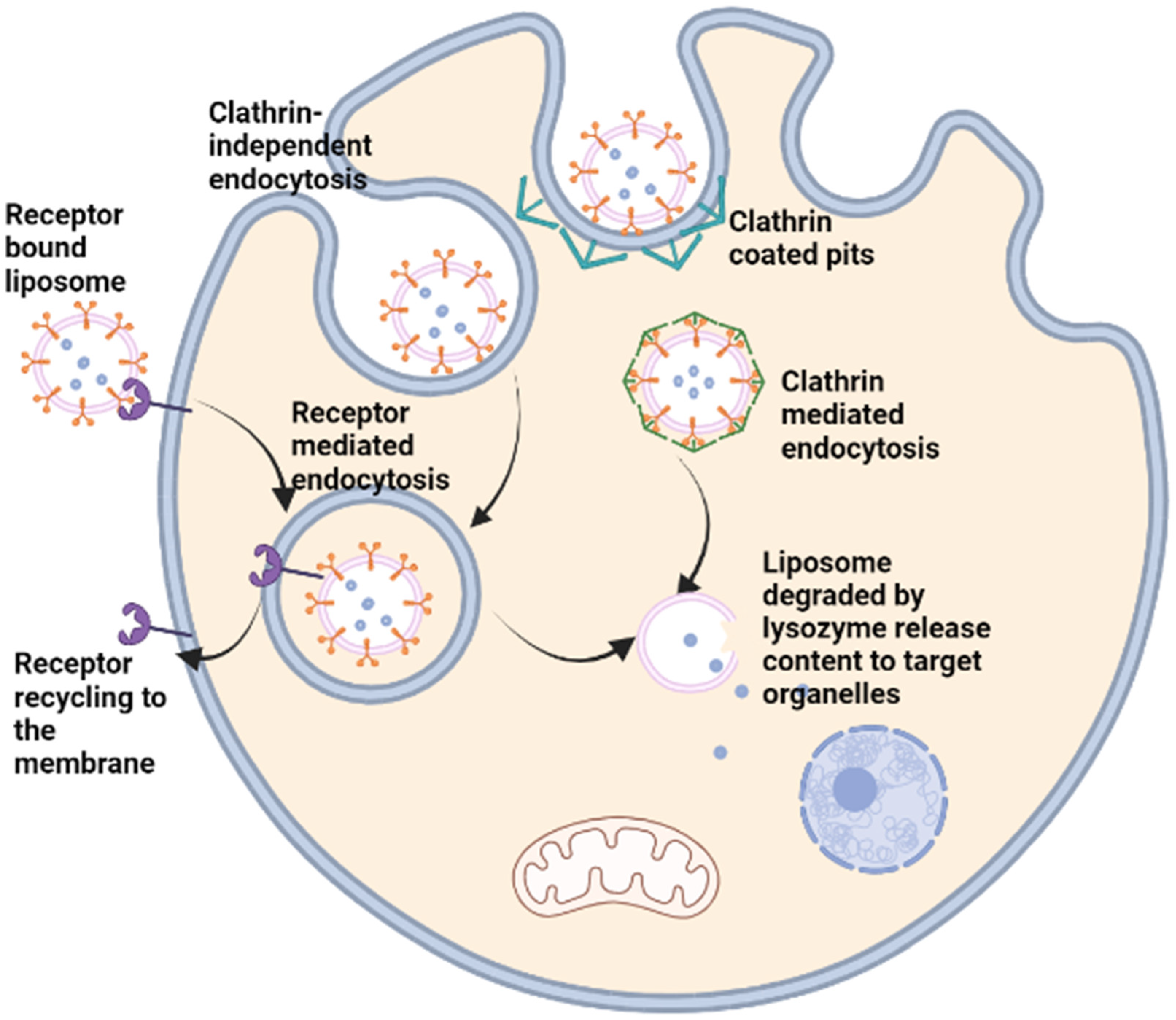 Polymers 15 01596 g003