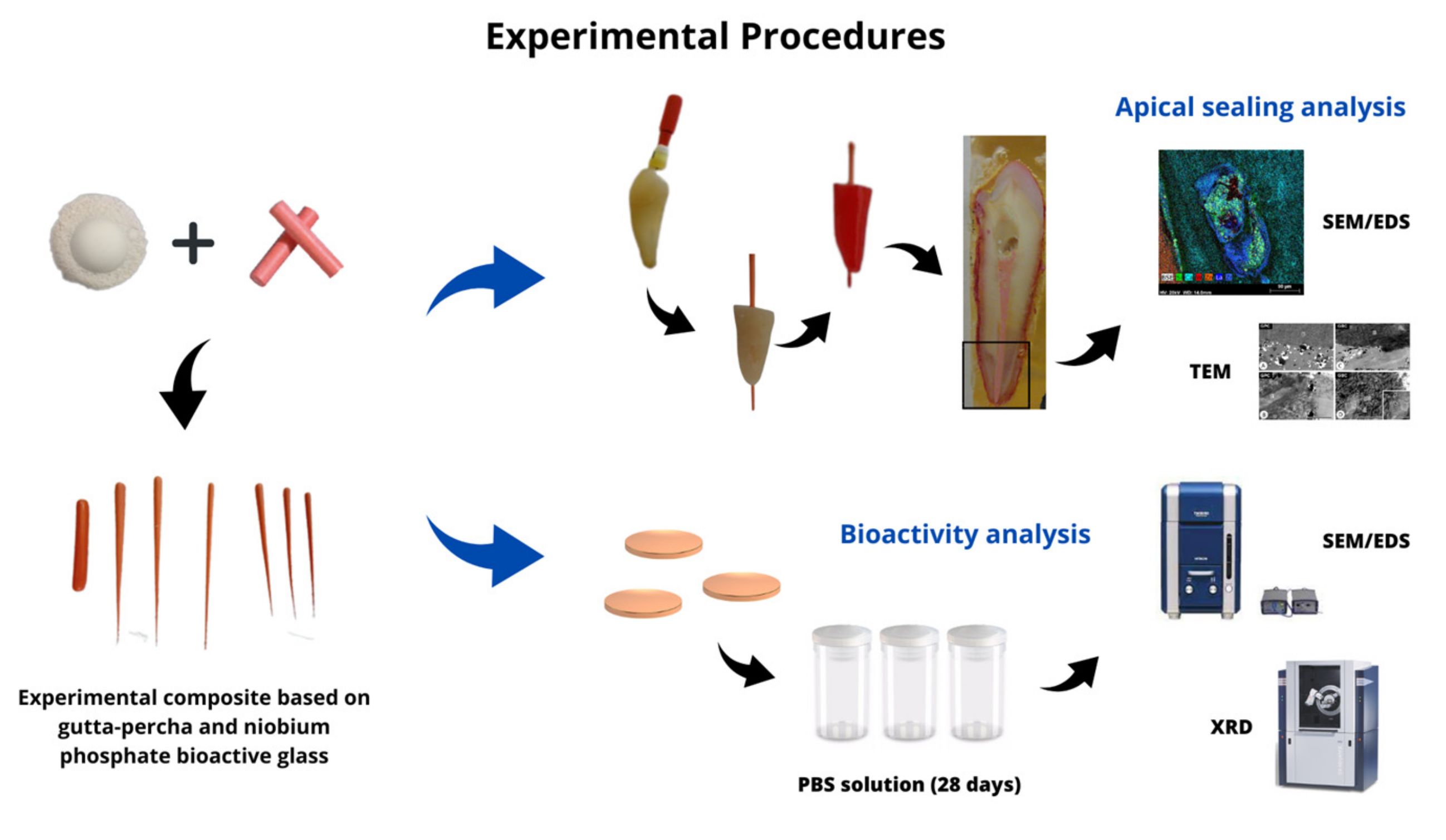 Polymers Free FullText Apical Sealing and Bioactivity of an