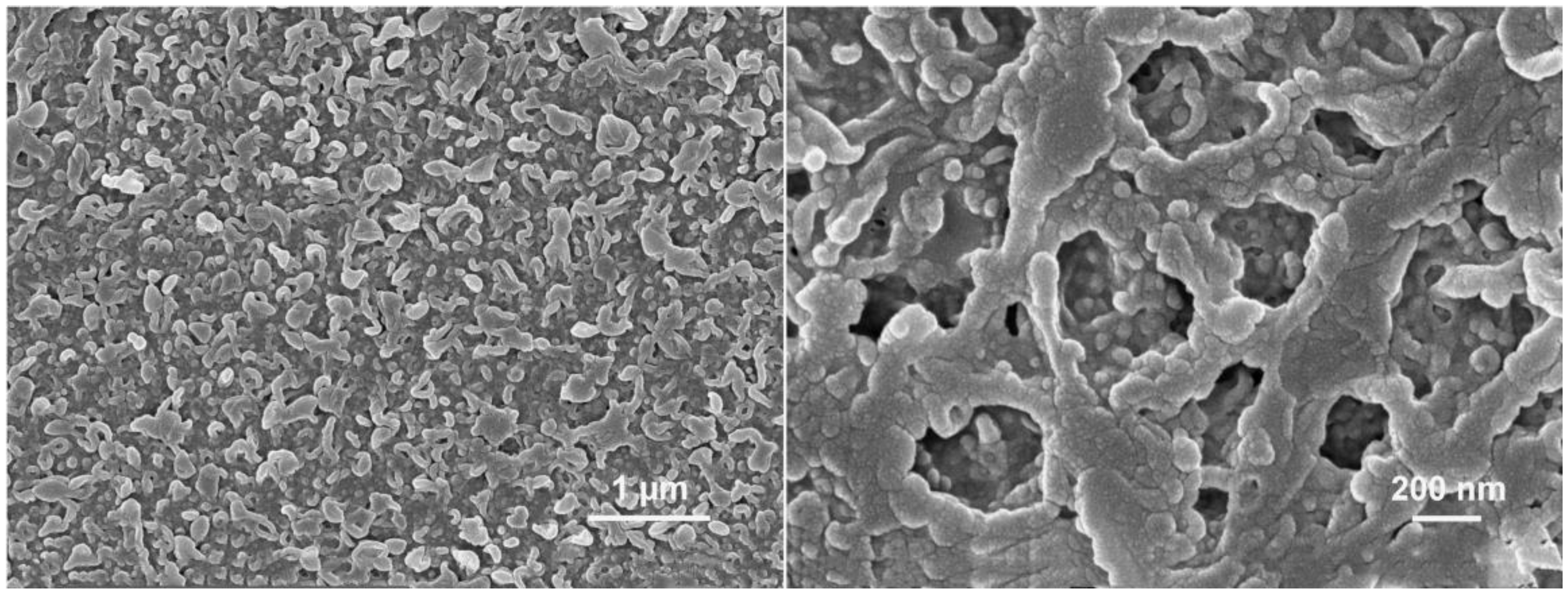 Polymers 15 01683 g004 Polymers 15 01683 g004