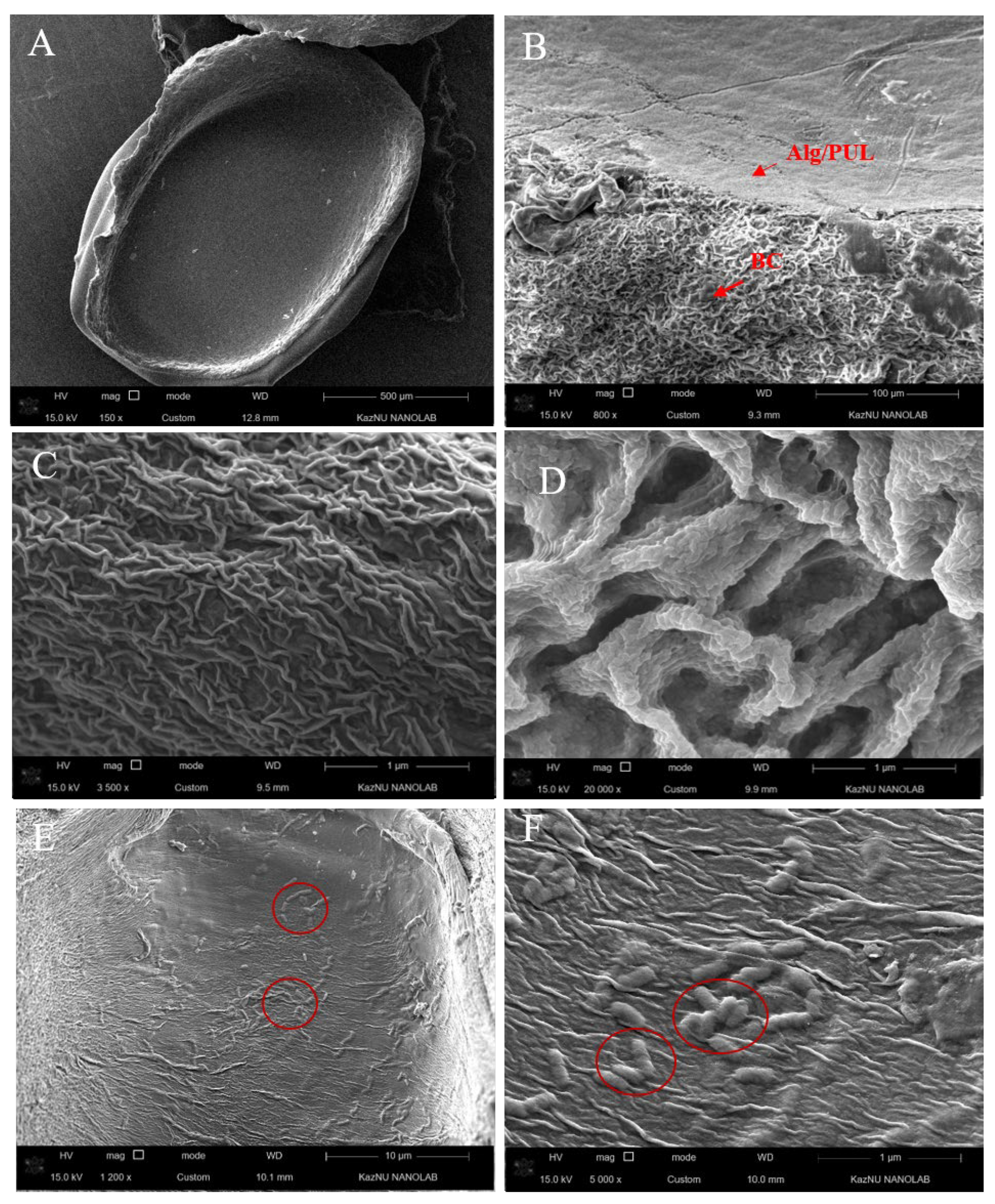 Polymers 15 01752 g003