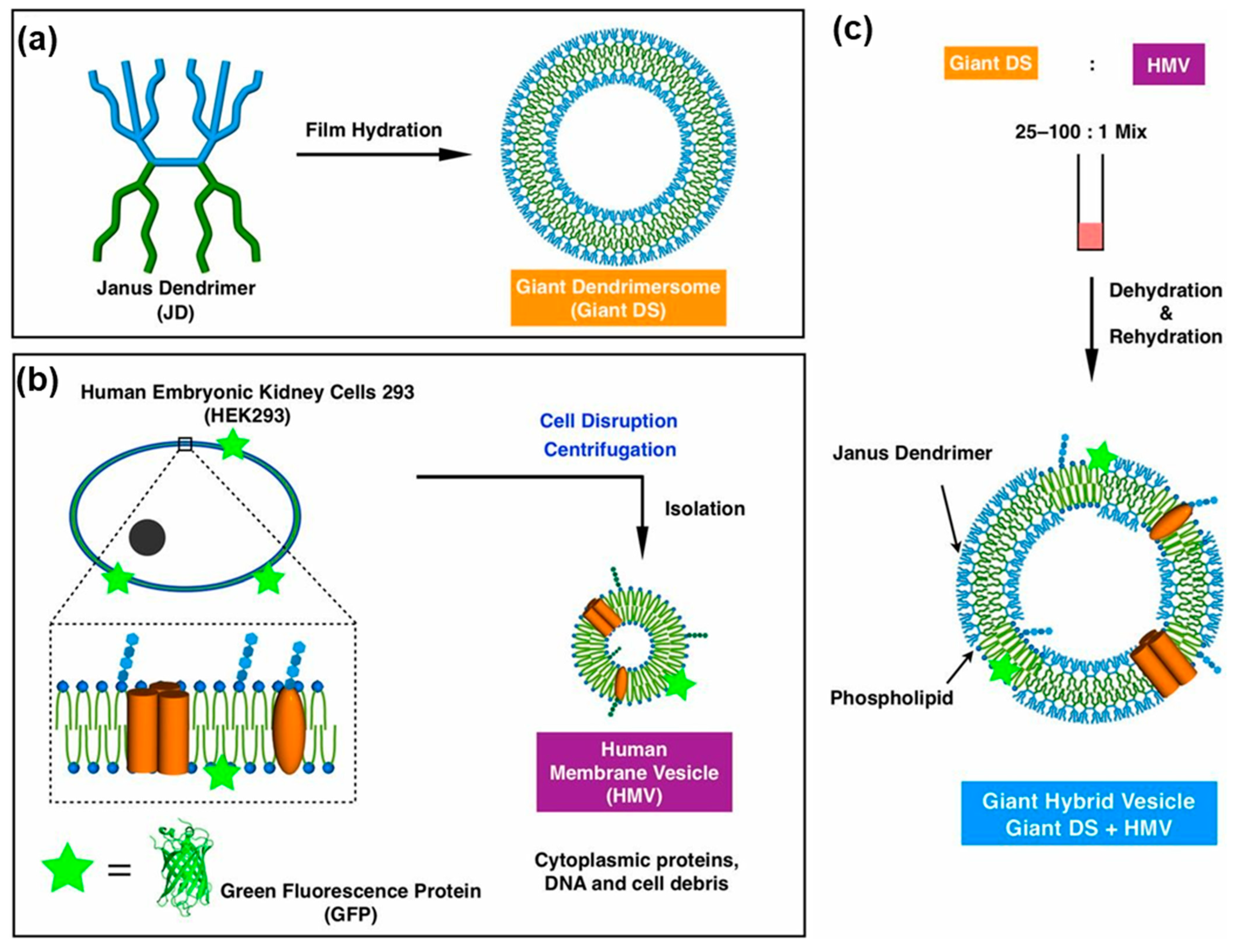 Polymers 15 01832 g024 Polymers 15 01832 g024