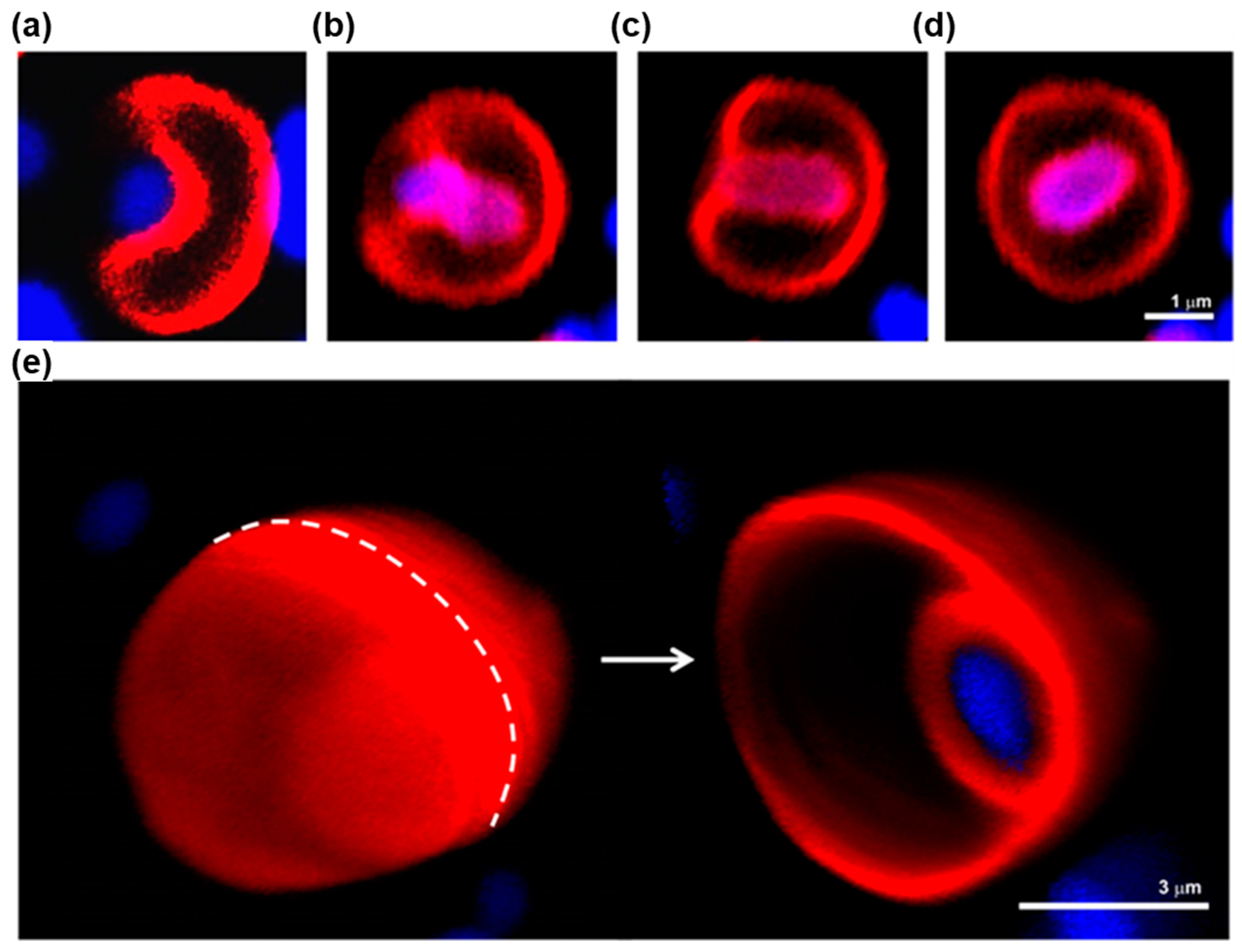 Polymers 15 01832 g025 Polymers 15 01832 g025
