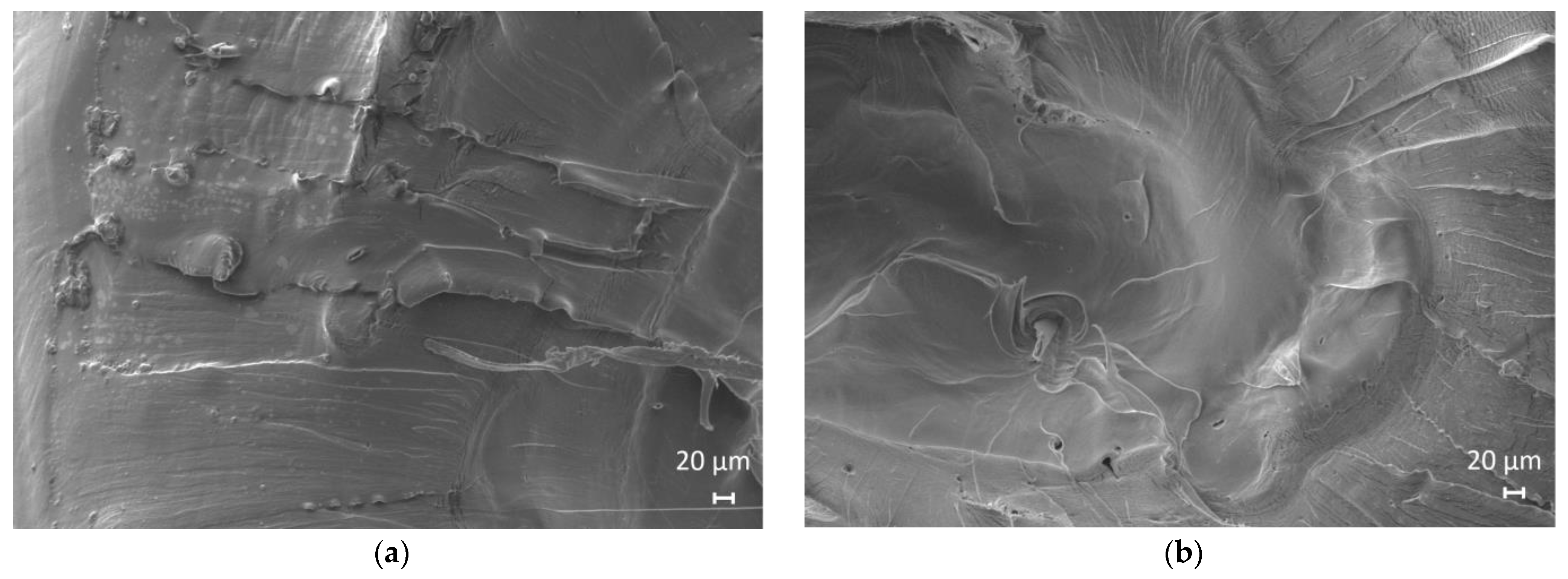 Polymers 15 01848 g004 Polymers 15 01848 g004
