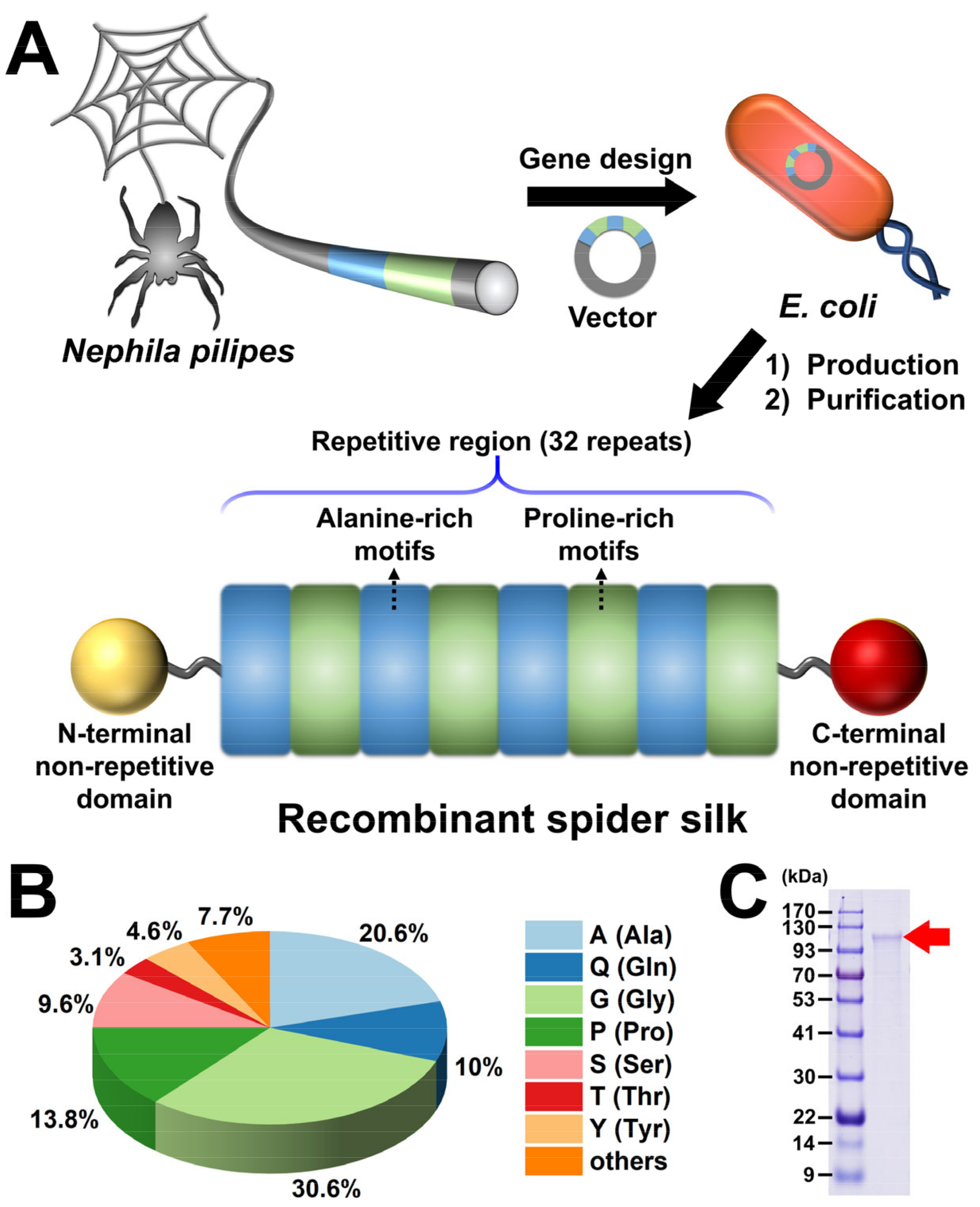 Polymers Free FullText SelfHealing of Spider Silk Gel