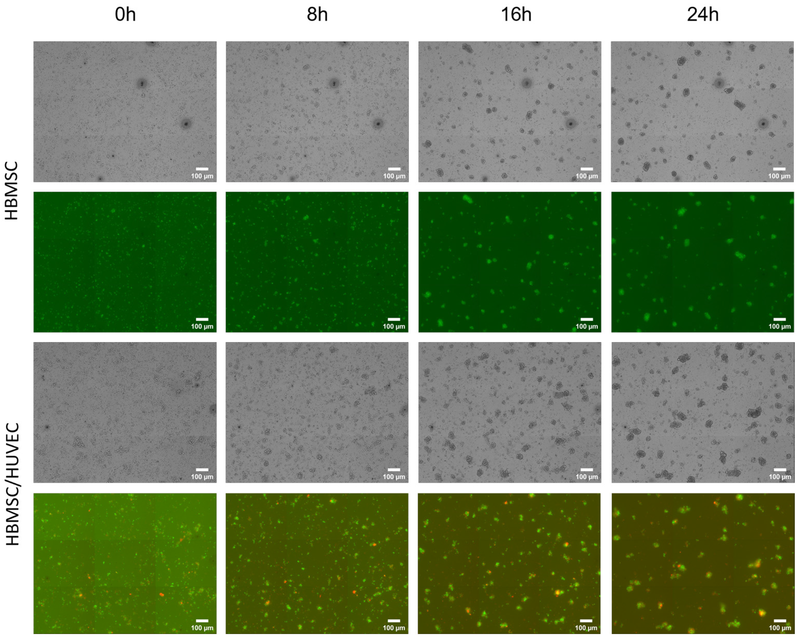 Polymers 15 01925 g005 Polymers 15 01925 g005