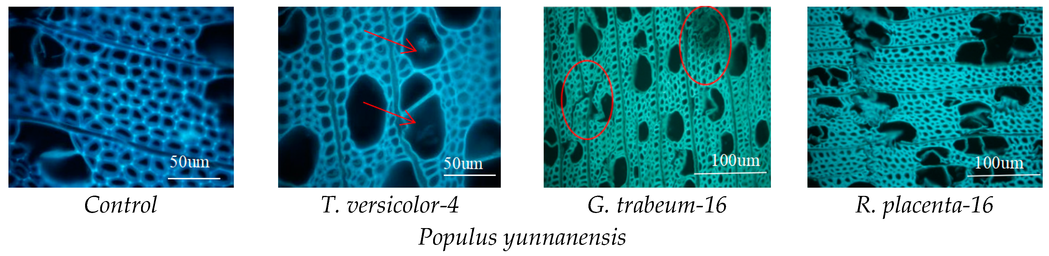 Polymers 15 01957 g004b Polymers 15 01957 g004b