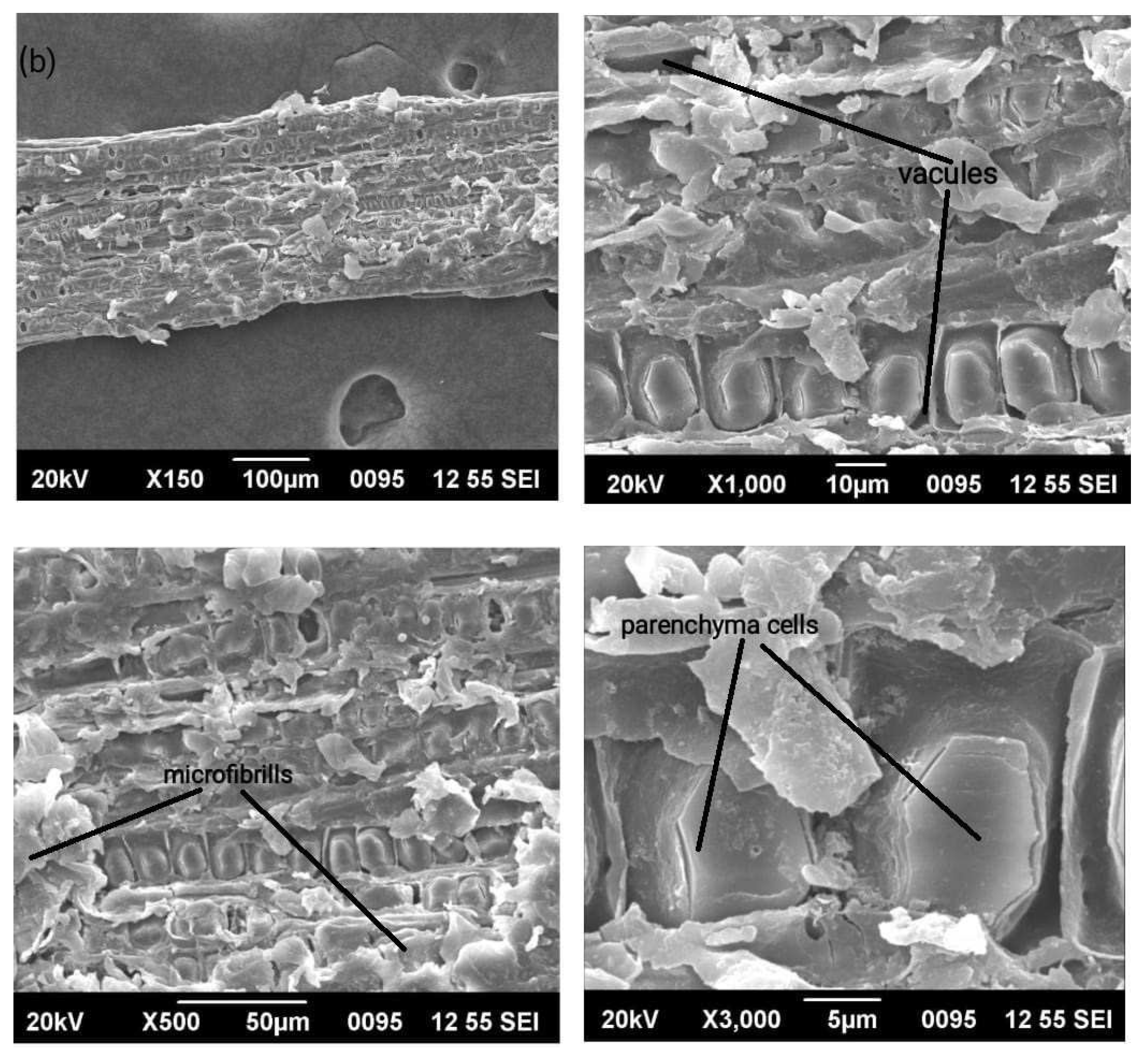 Polymers 15 01996 g004b Polymers 15 01996 g004b