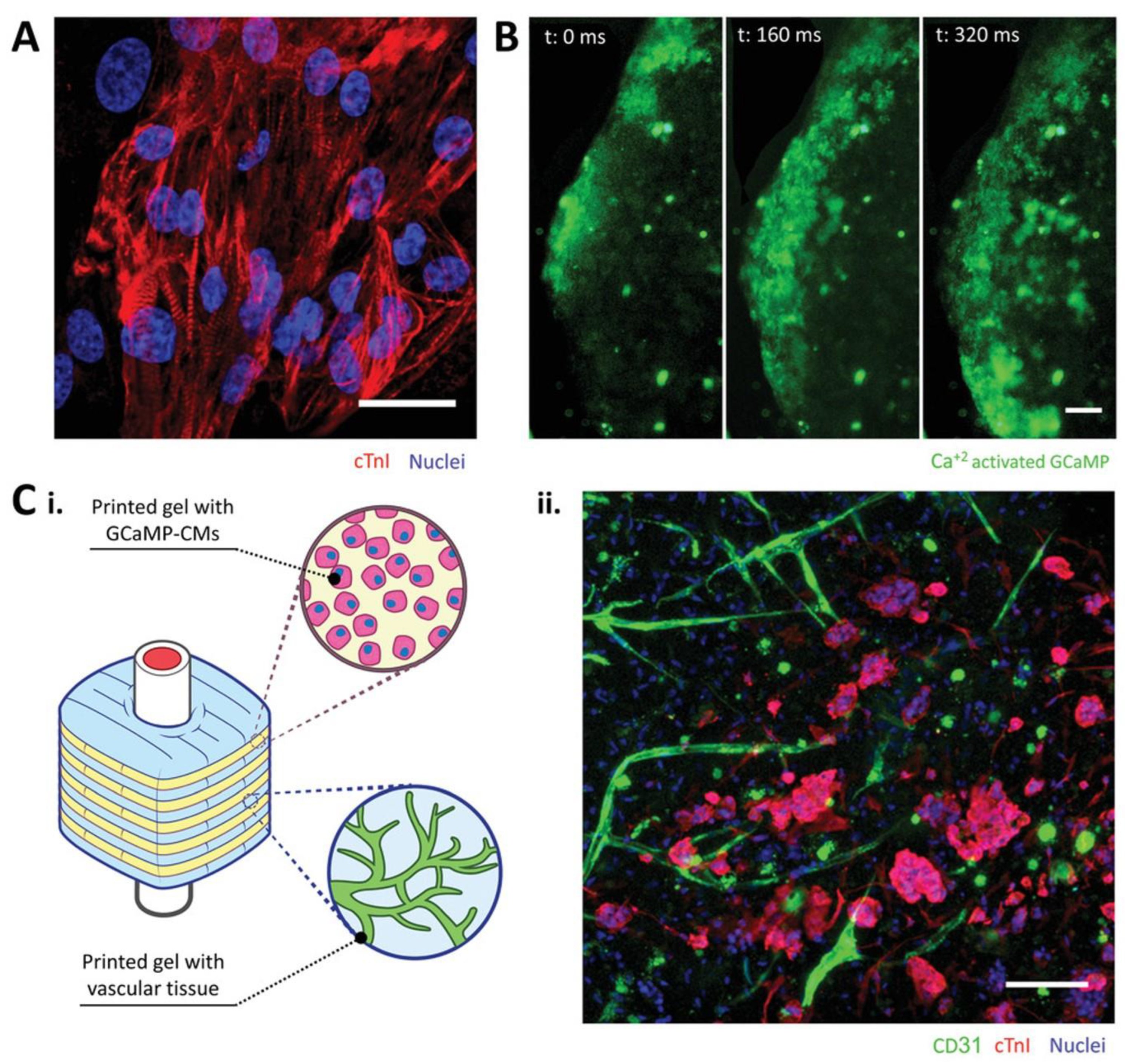 Polymers 15 02015 g013 Polymers 15 02015 g013