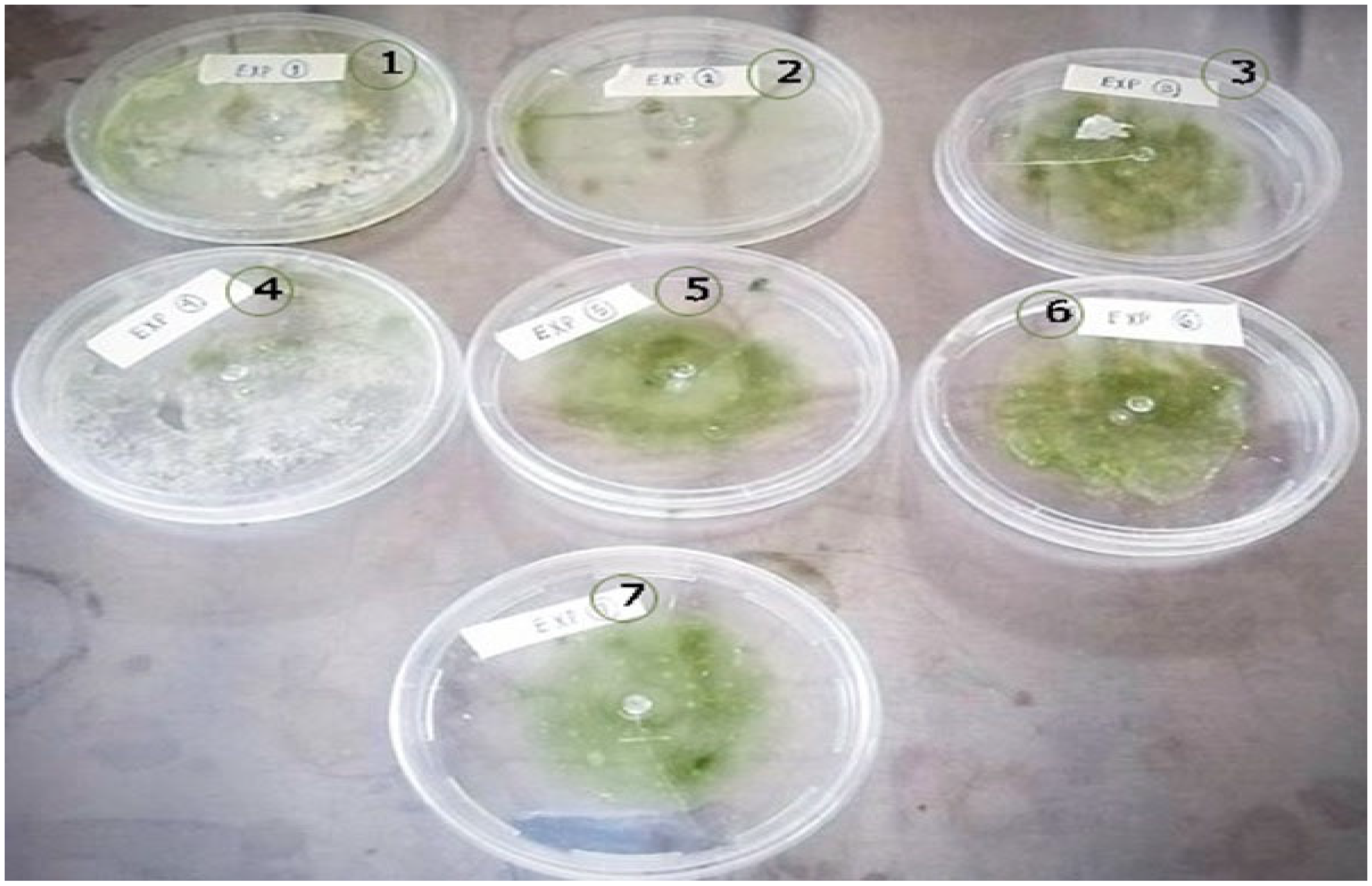 Polymers 15 02112 g007 Polymers 15 02112 g007