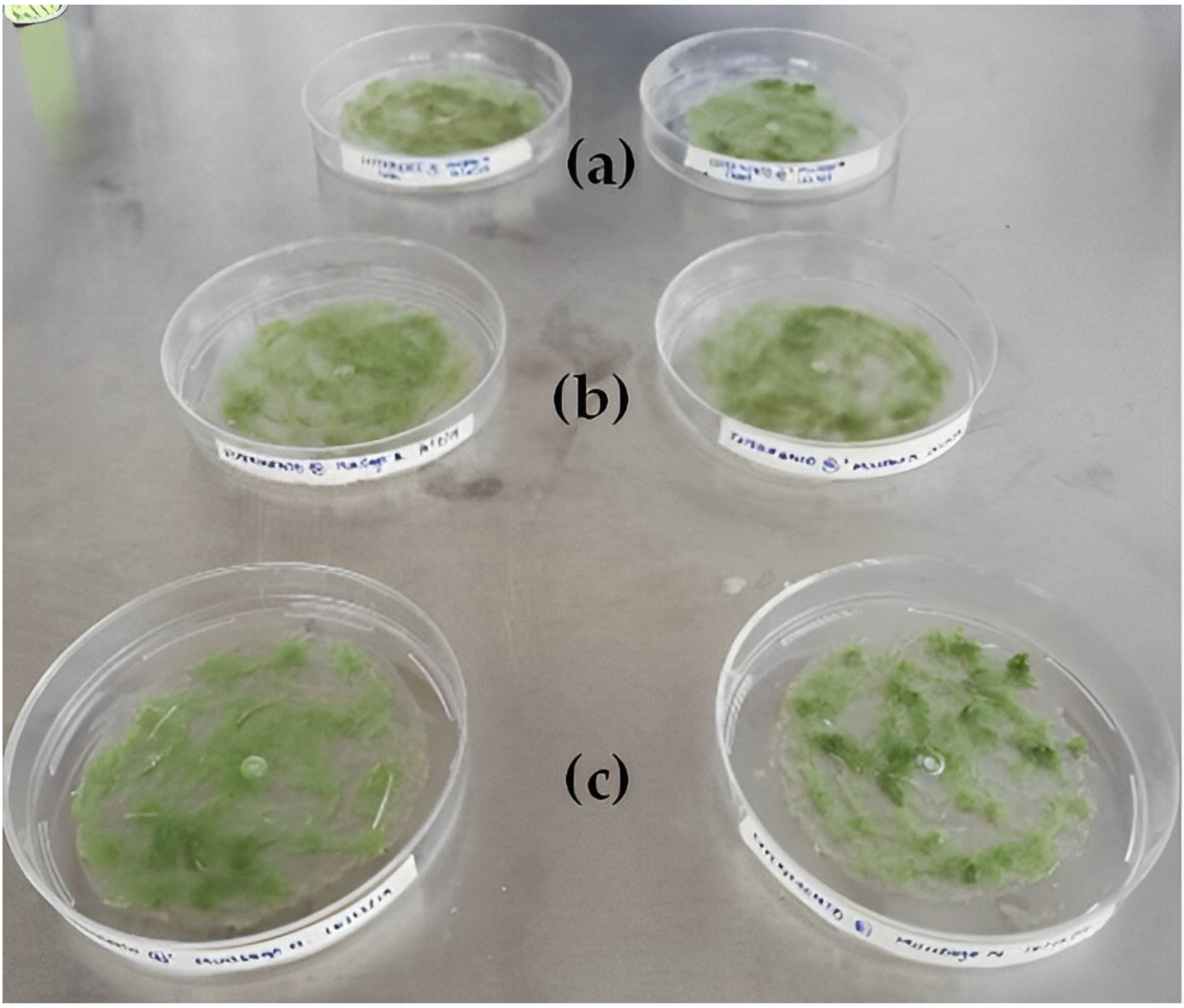 Polymers 15 02112 g009 Polymers 15 02112 g009