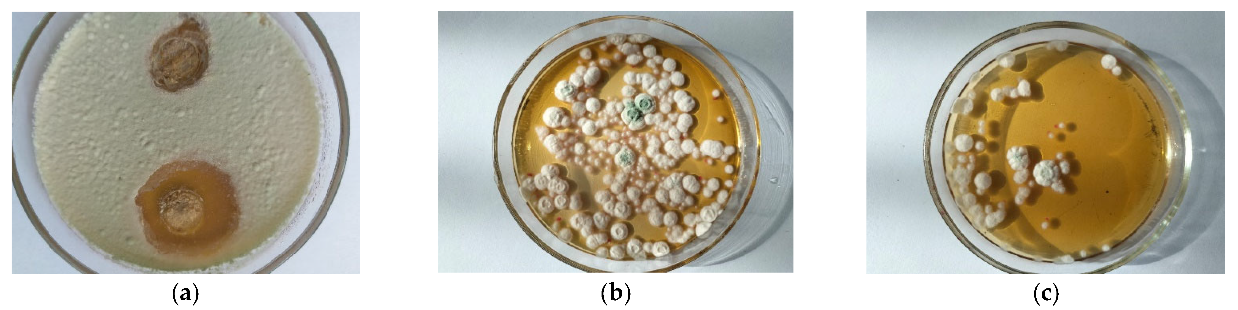 Polymers 15 02184 g003 Polymers 15 02184 g003