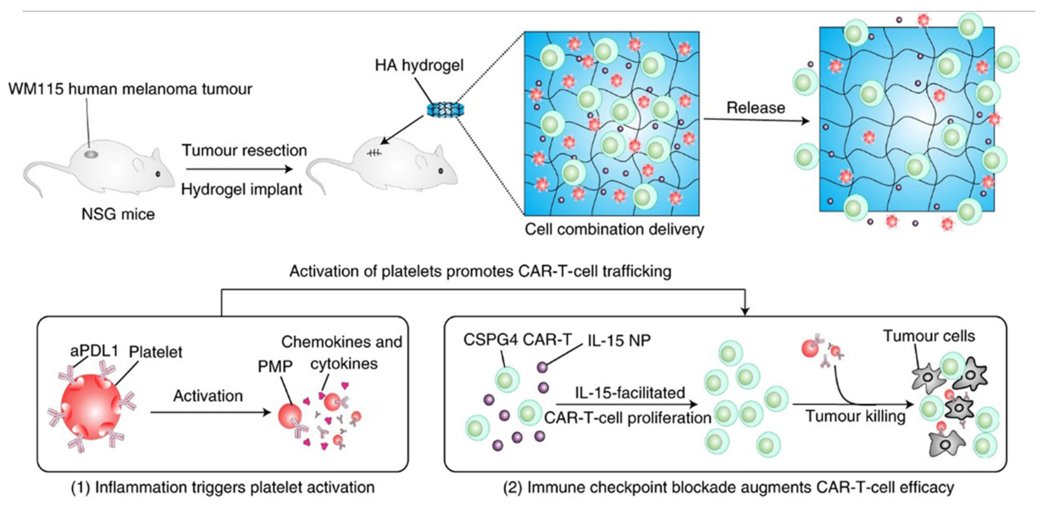 Polymers 15 02219 g011