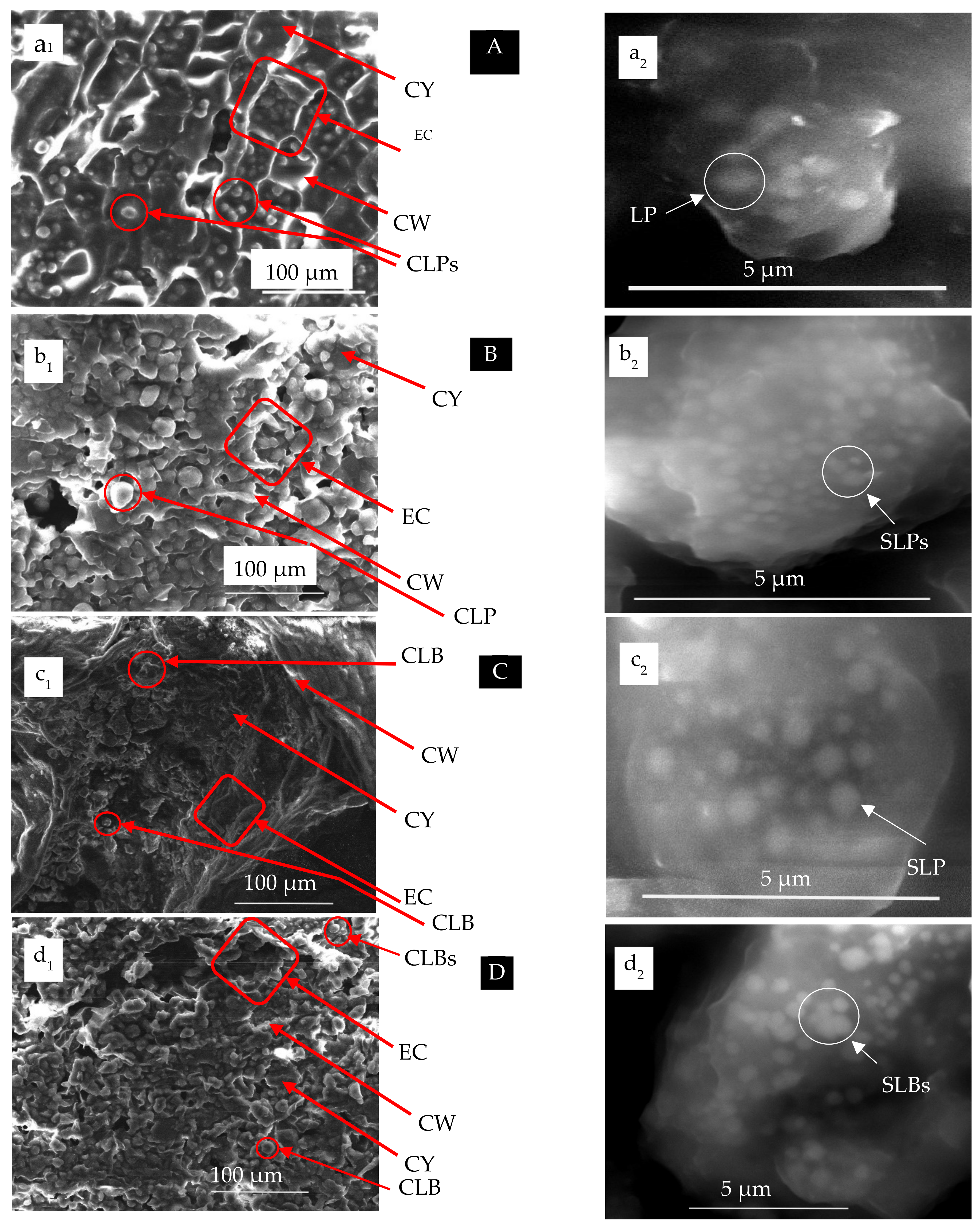 Polymers 15 02254 g007
