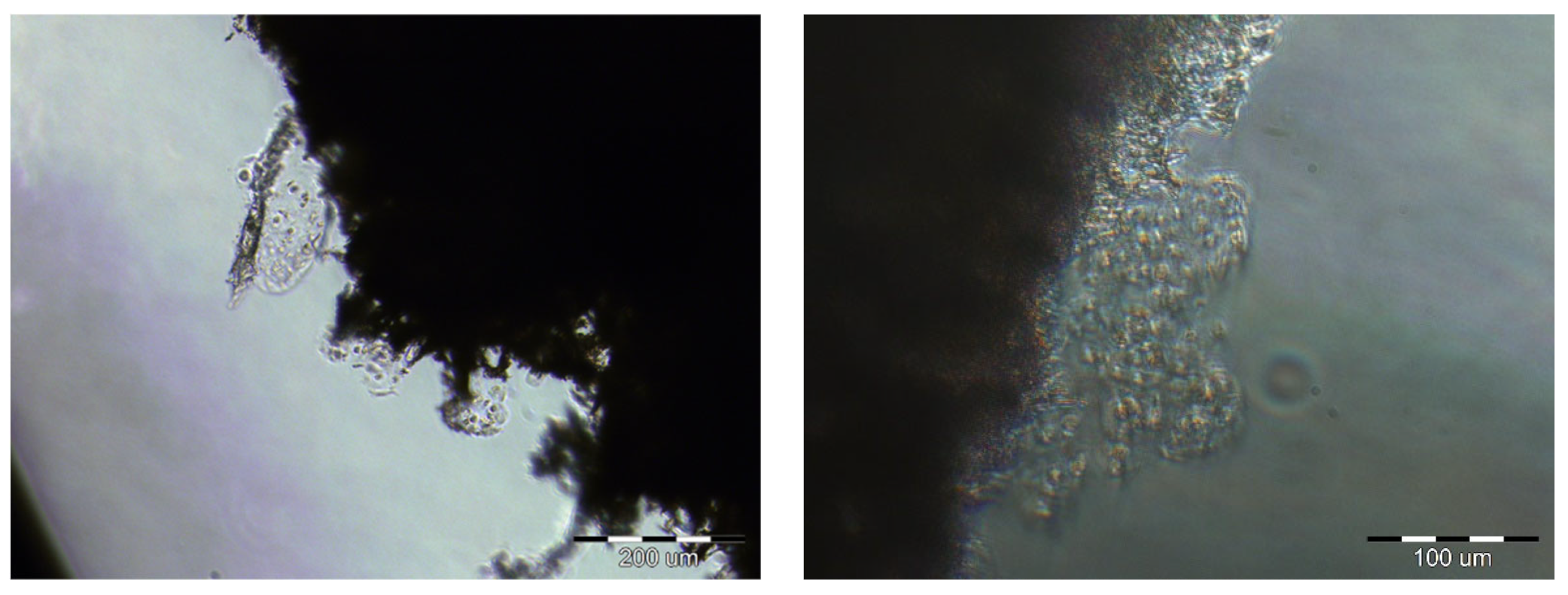 Polymers 15 02360 g005