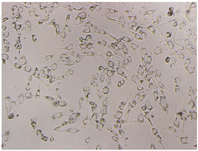 Polymers 15 02404 i001