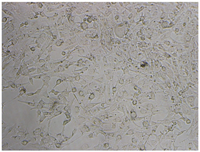 Polymers 15 02404 i002