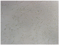 Polymers 15 02404 i003