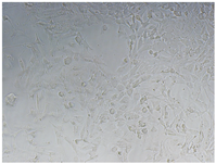 Polymers 15 02404 i004