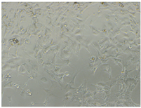 Polymers 15 02404 i005