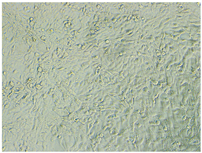 Polymers 15 02404 i007