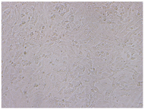 Polymers 15 02404 i008