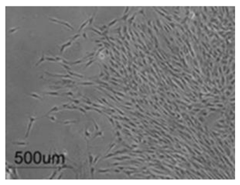 Polymers 15 02405 i008
