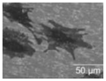 Polymers 15 02405 i009