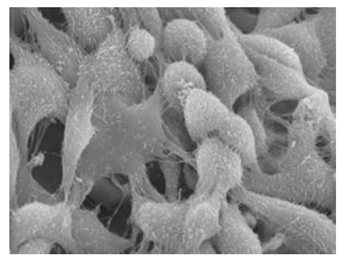 Polymers 15 02405 i015