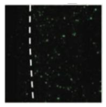 Polymers 15 02405 i019