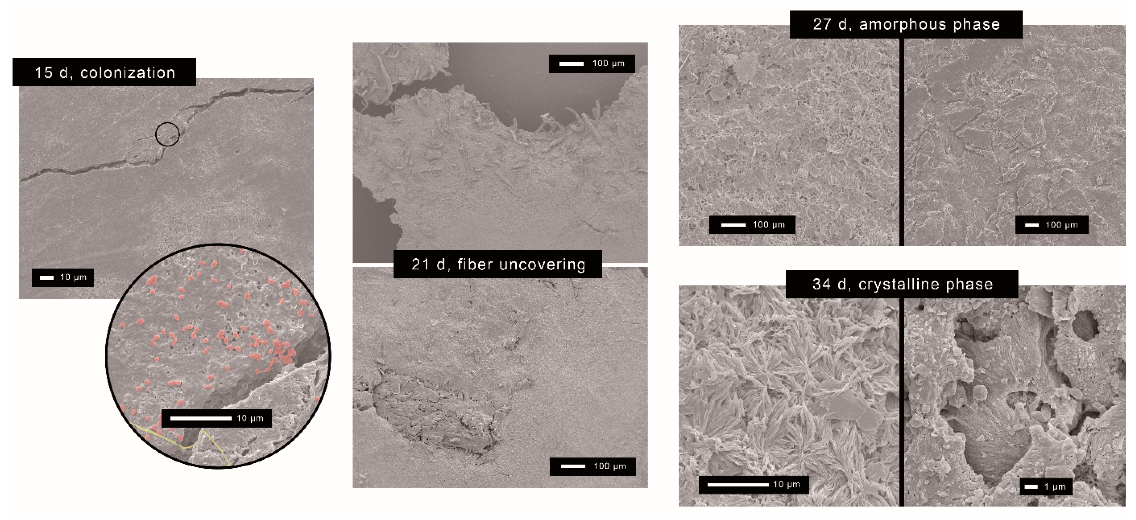 Polymers 15 02481 g004 Polymers 15 02481 g004