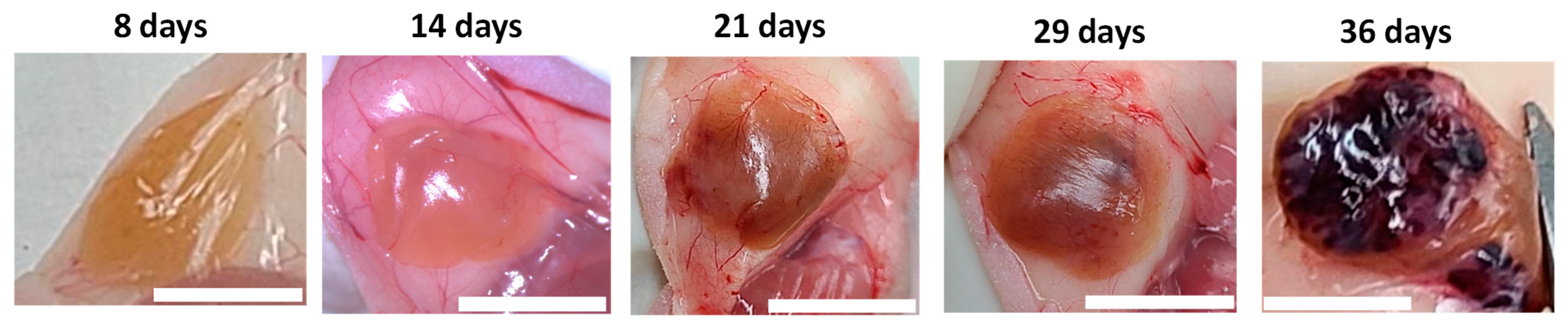 Polymers 15 02584 g002 Polymers 15 02584 g002