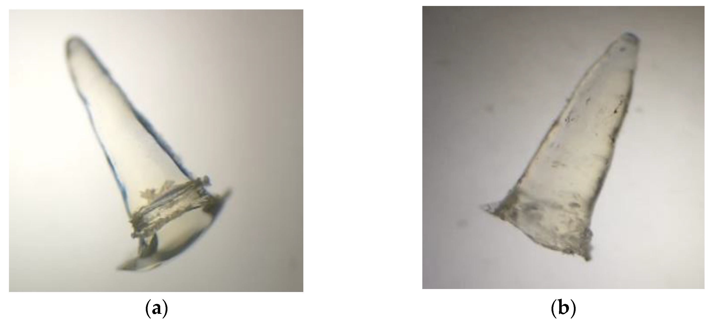 Polymers 15 02610 g003