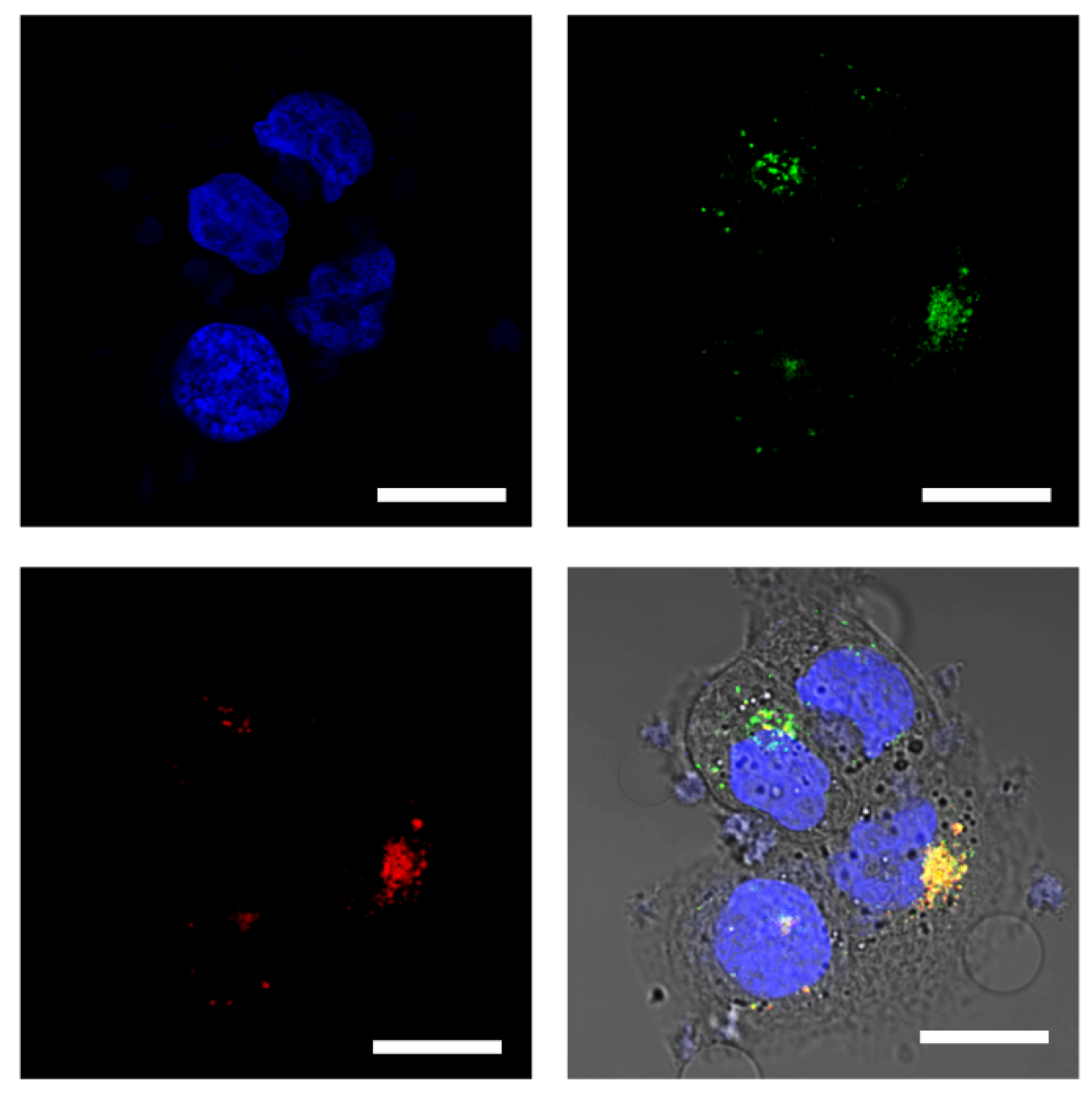 Polymers 15 02626 g002