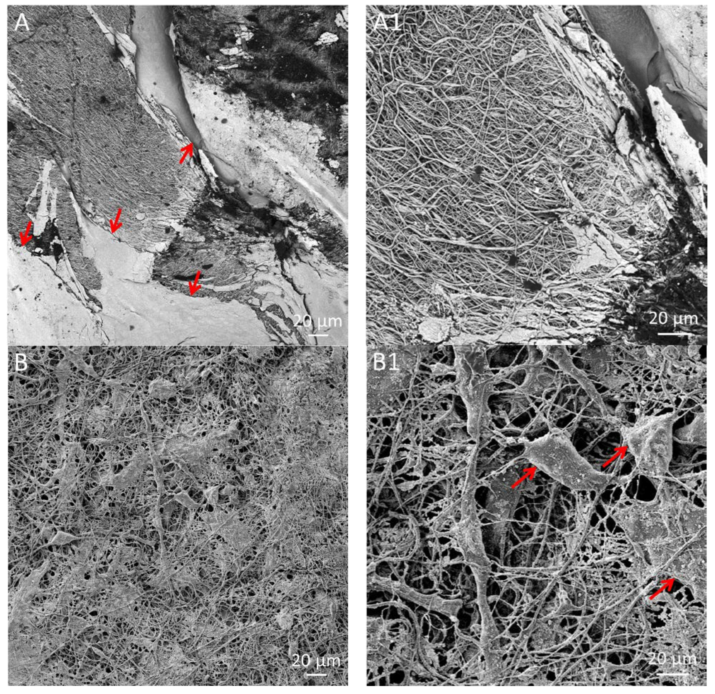 Polymers 15 02663 g009