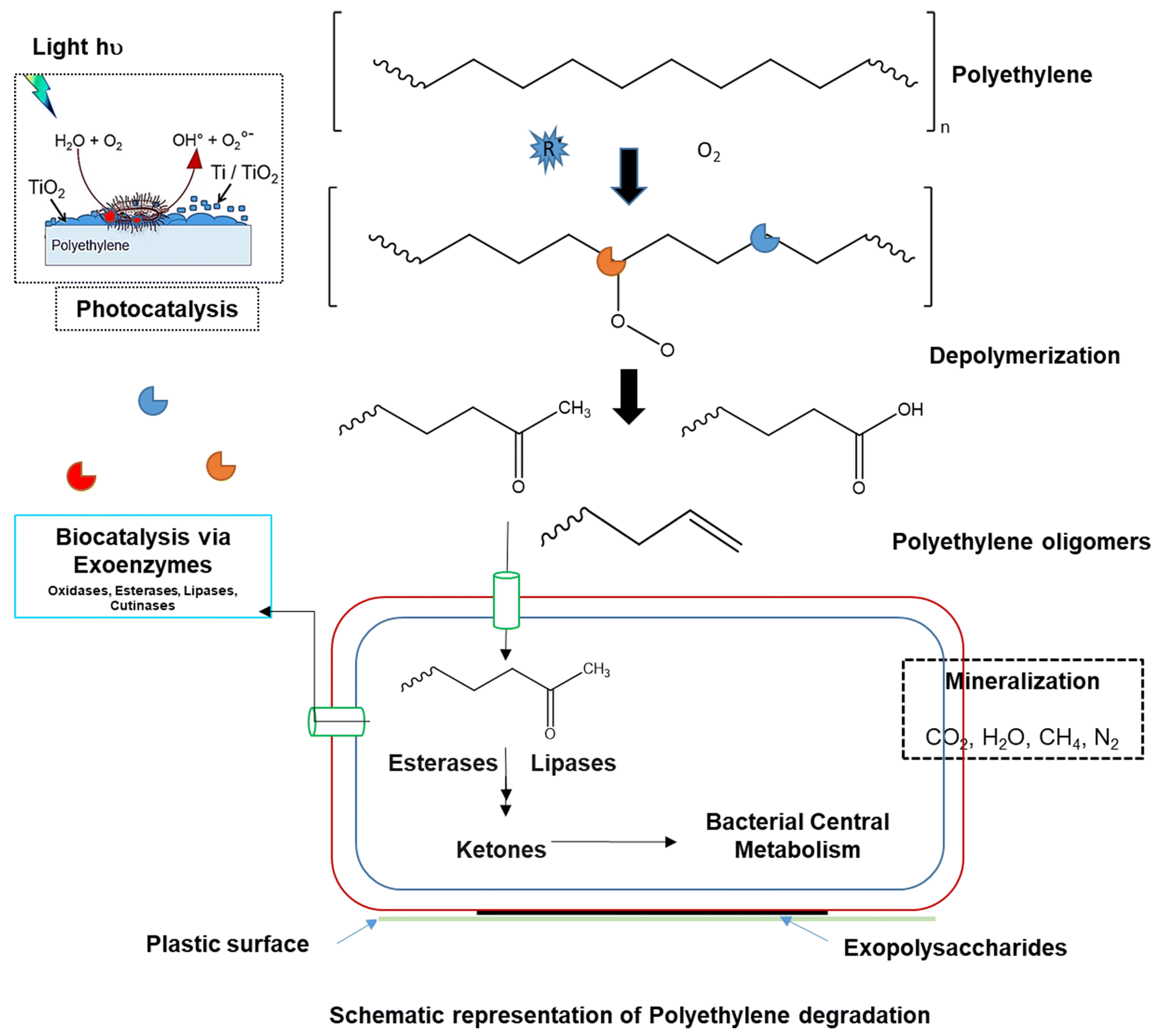 Polymers 15 02673 g002 Polymers 15 02673 g002