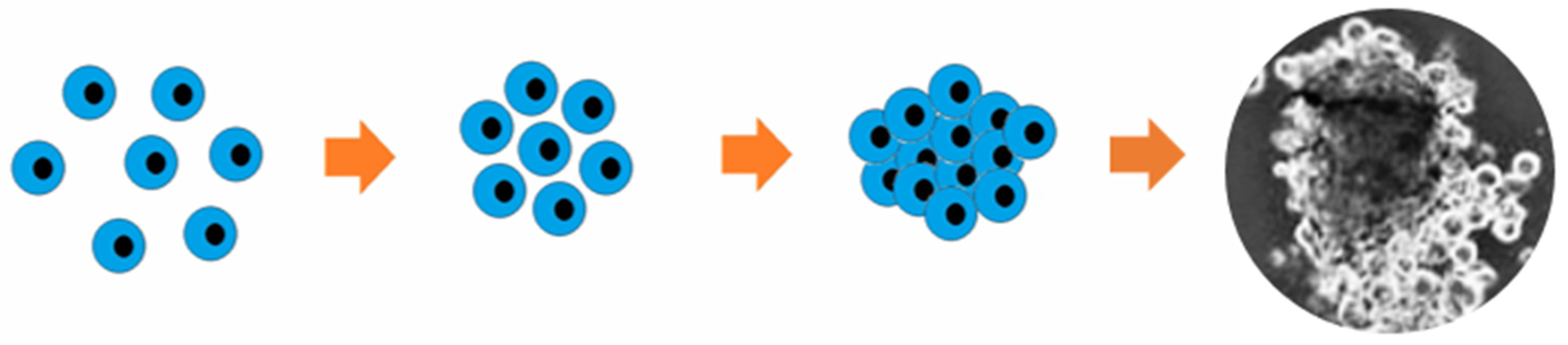 Polymers 15 02695 g003 Polymers 15 02695 g003