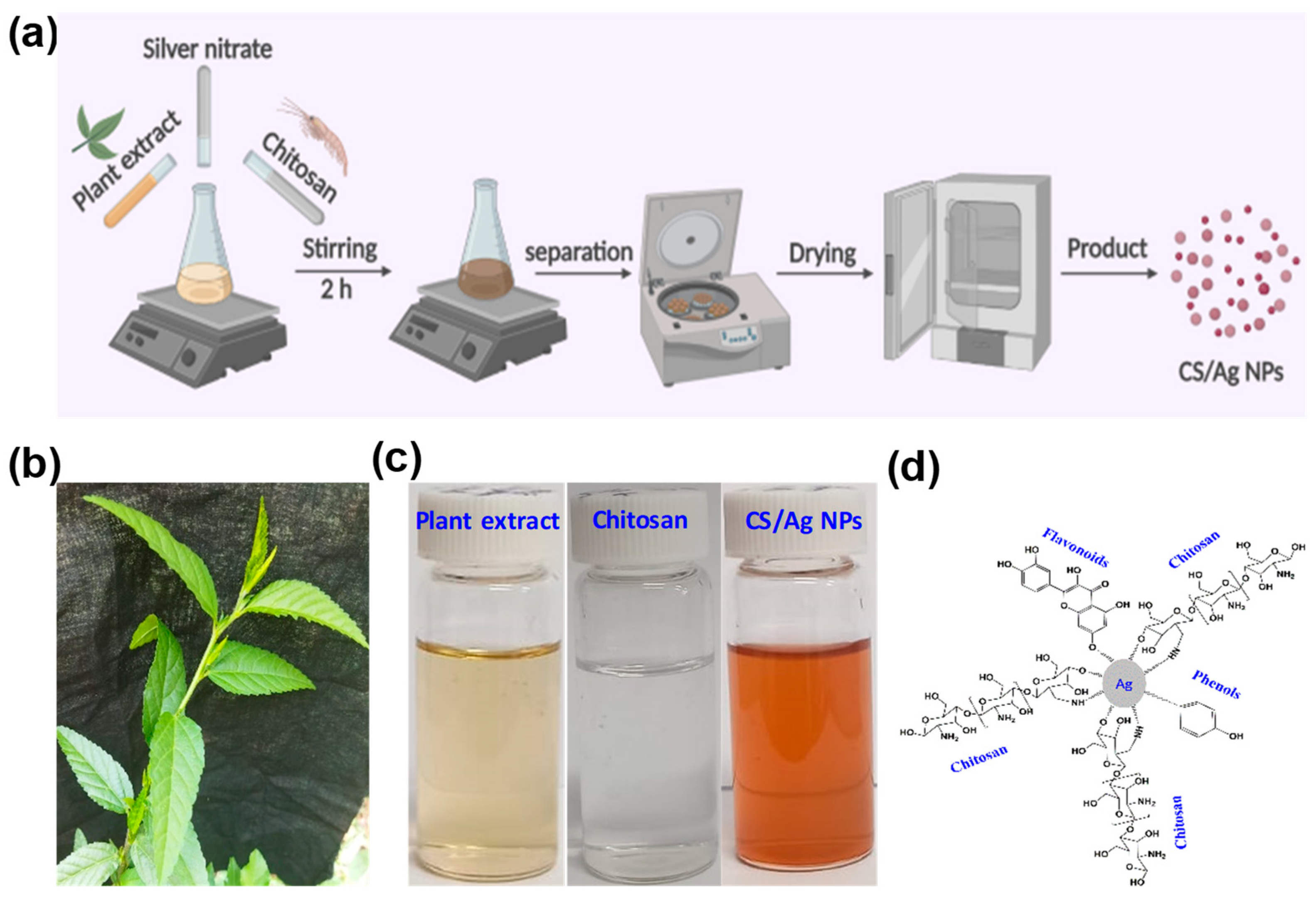Polymers 15 02700 g001