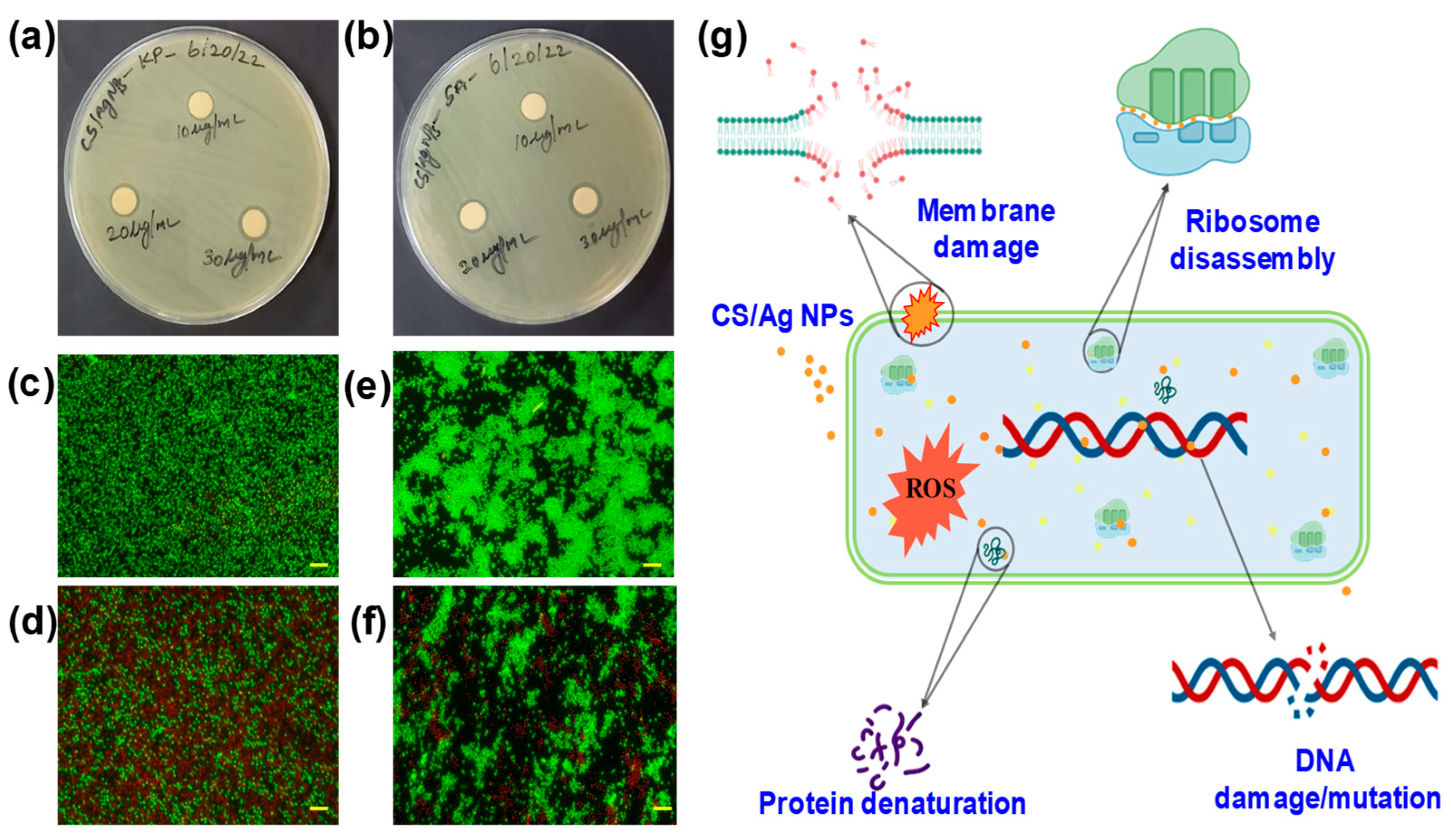 Polymers 15 02700 g005